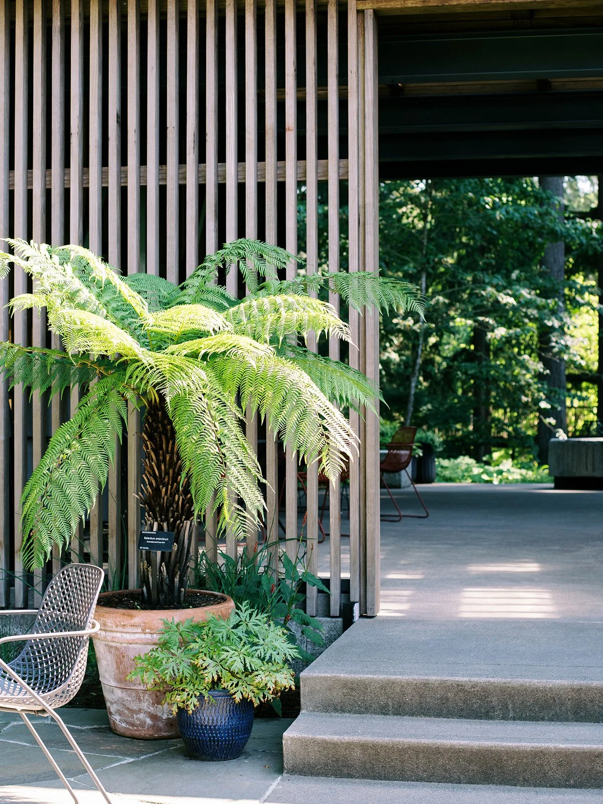 Ferns and modern wood architecture surrounded by greenery at Leach Botanical Garden.