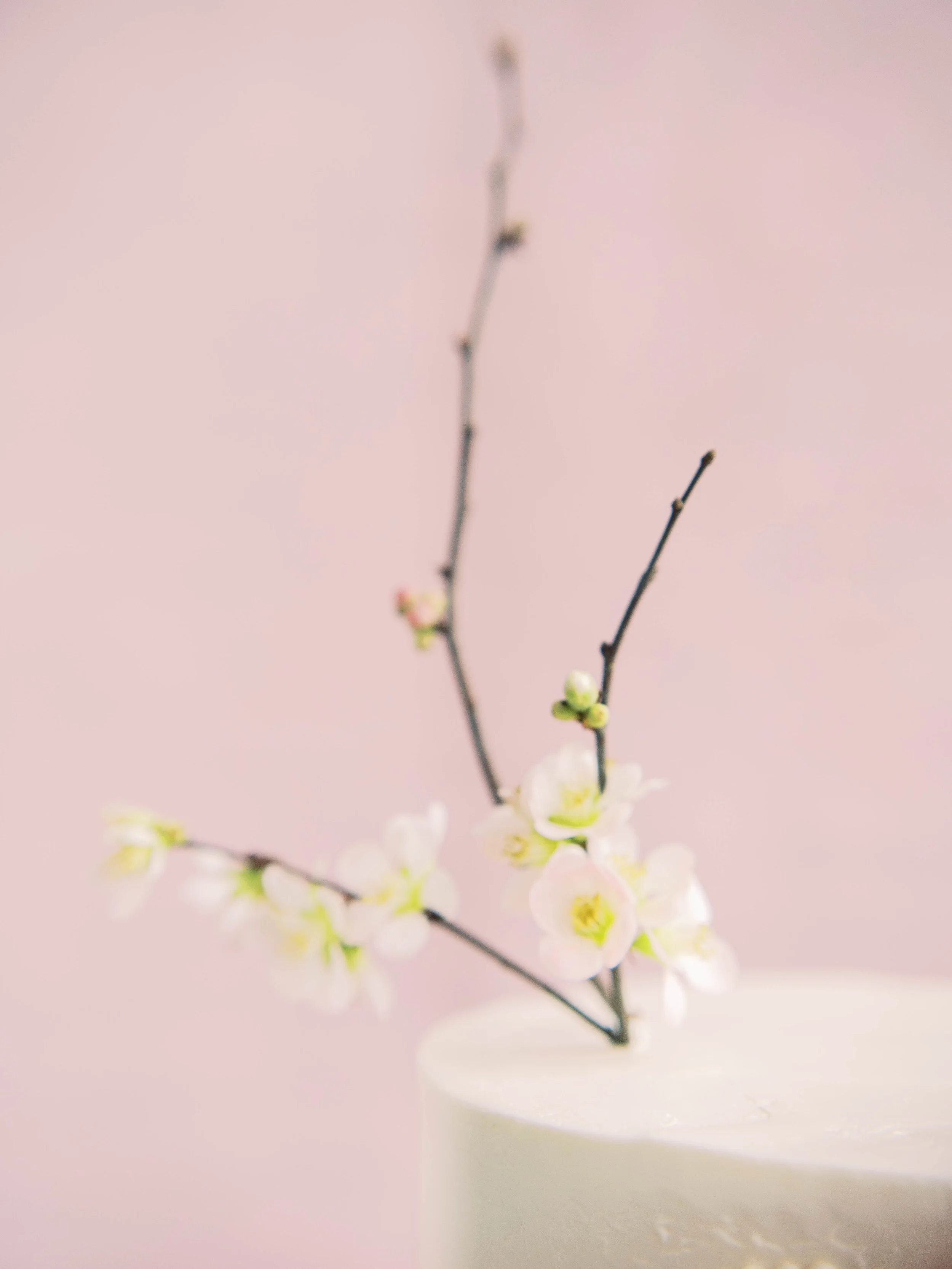 Delicate blossom branch emerging from the top of an ivory wedding cake.