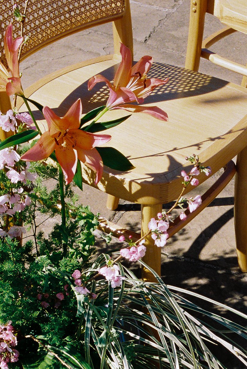 Cane ceremony chairs decorated with spring florals and lilies at elegant outdoor South Asian wedding venue.