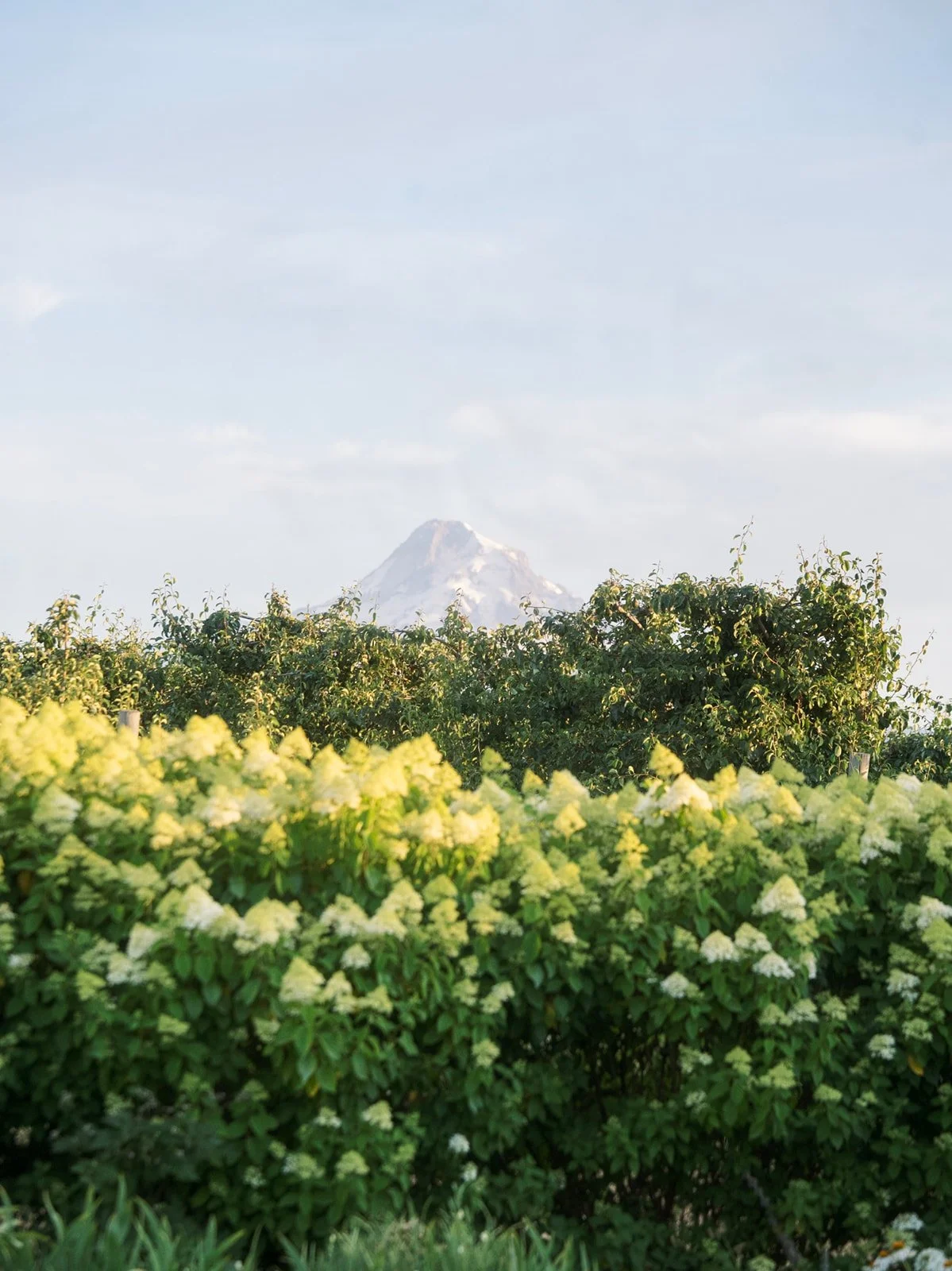 Mount Hood rises above an orchard and flowering hydrangeas at an Oregon wedding venue.