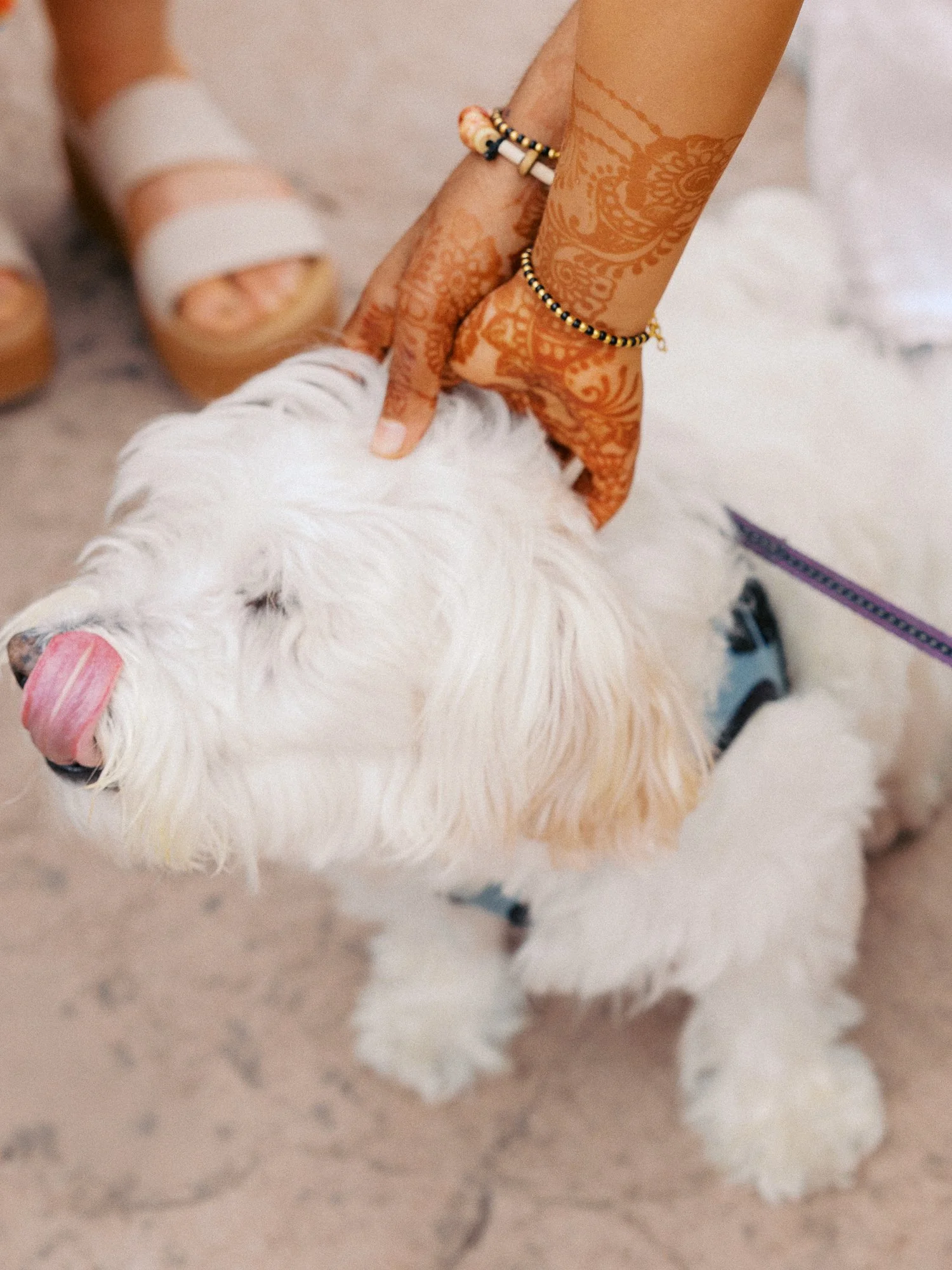 Henna-decorated hands petting a small white dog during Alacia and Rohit’s Haldi celebration.