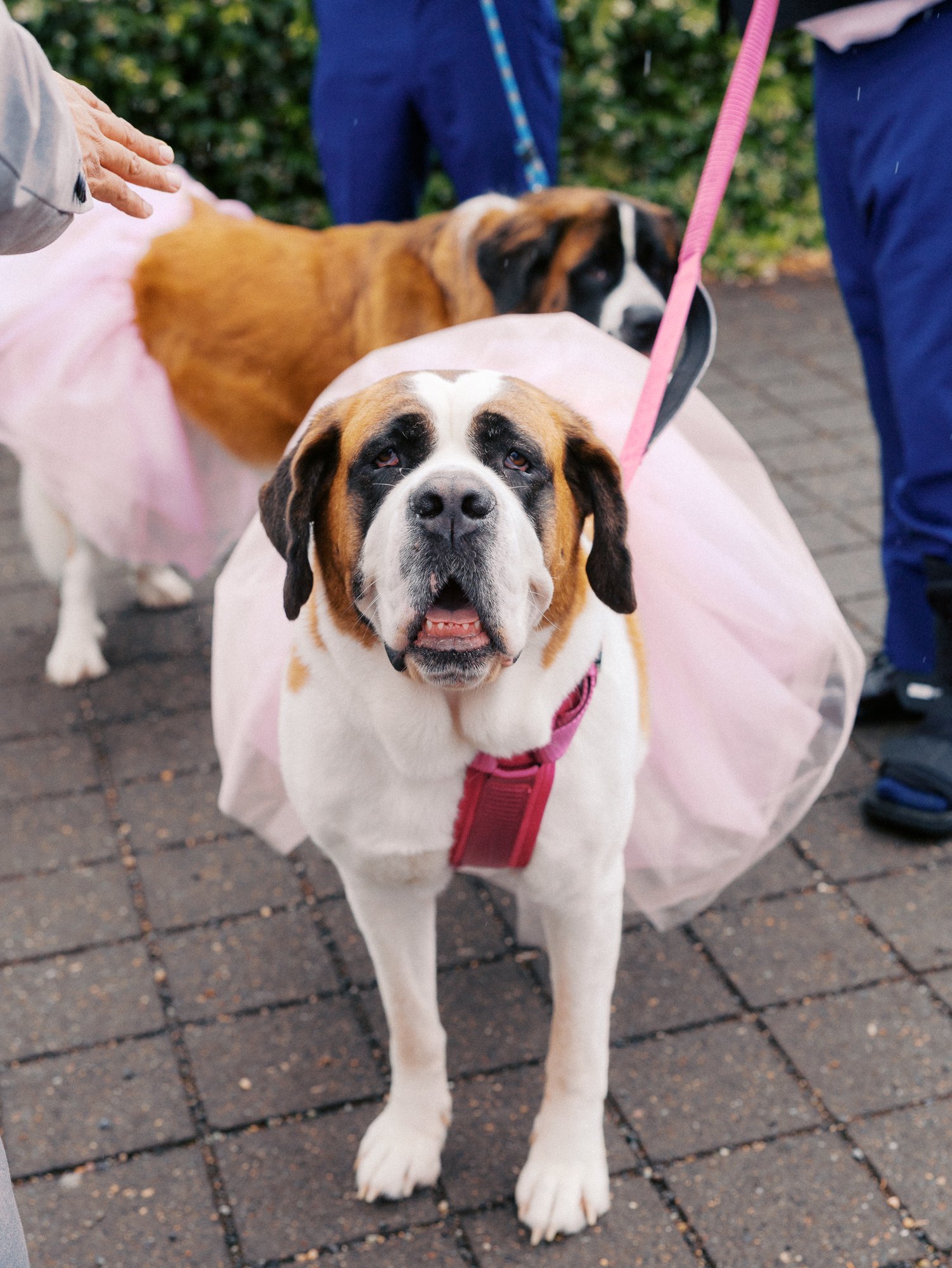 Saint Bernard wearing a pink tulle skirt stands among wedding guests.