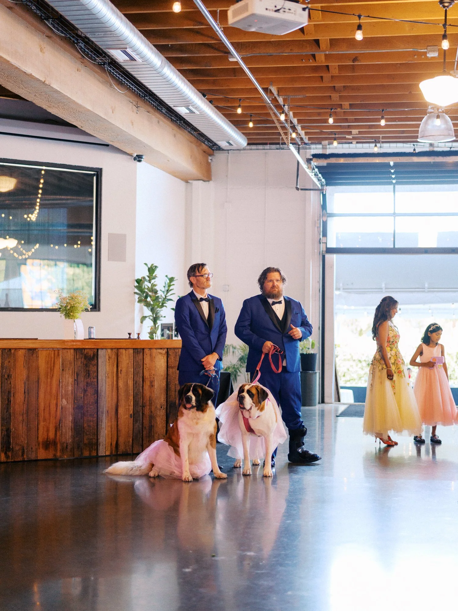 Two men in blue tuxedos hold leashes for Saint Bernards dressed in pink tulle inside Castaway Portland.