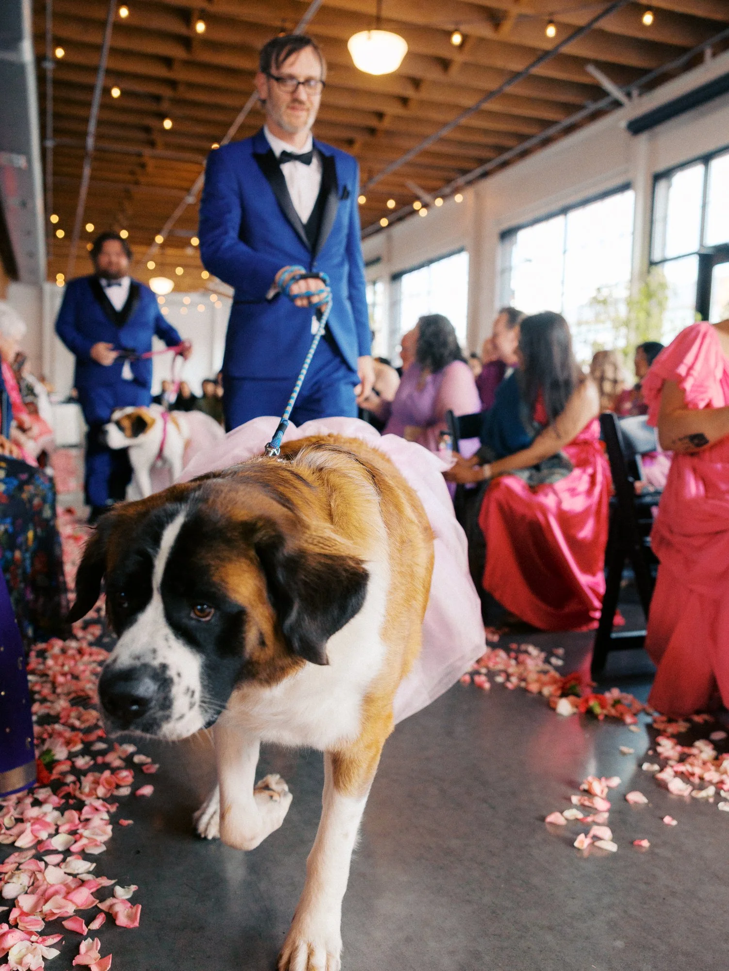 Man in a blue tuxedo leads a Saint Bernard down the flower-petal-lined ceremony aisle.