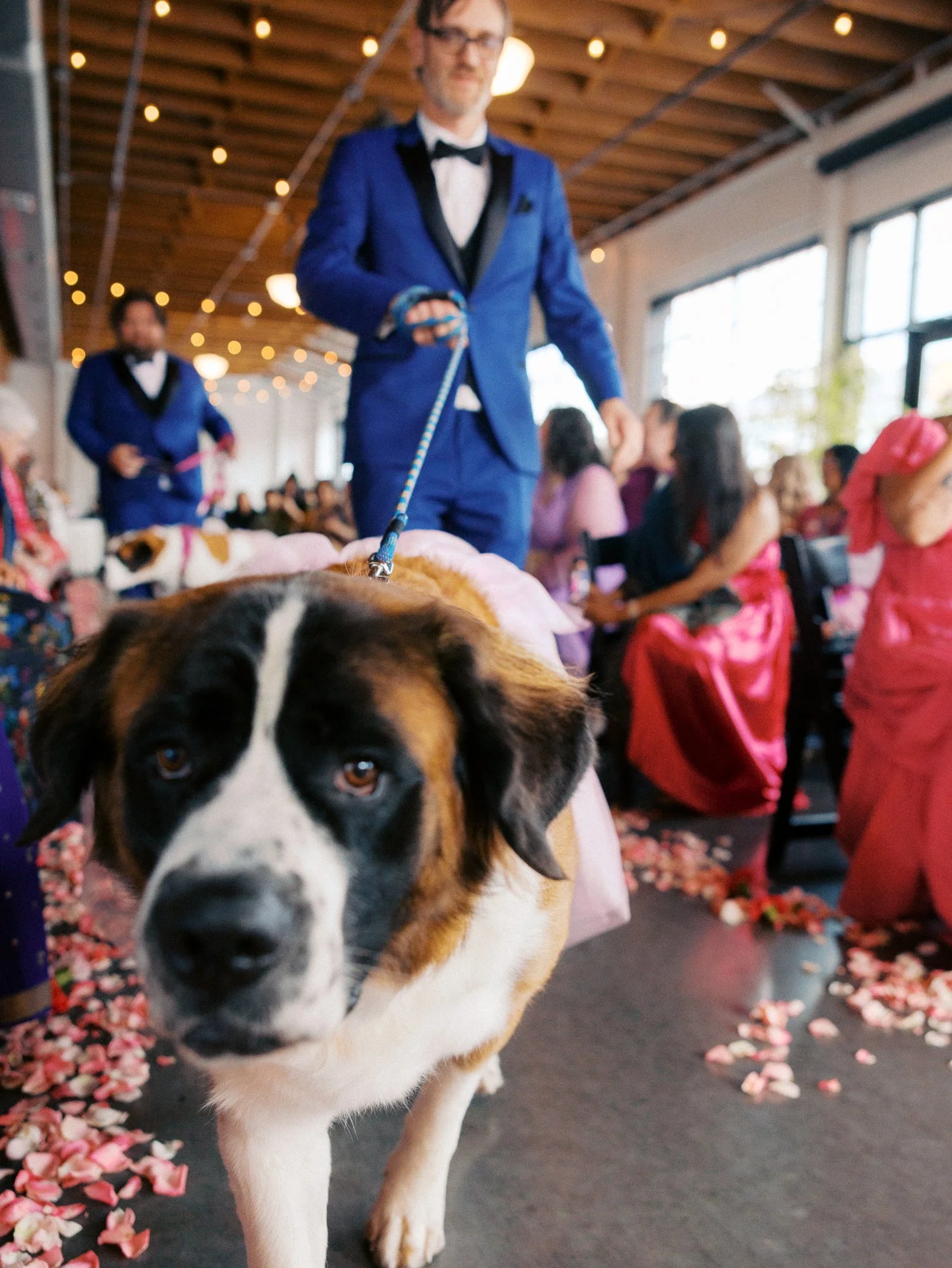 Saint Bernard walks toward the camera in a pink tulle skirt during the ceremony.