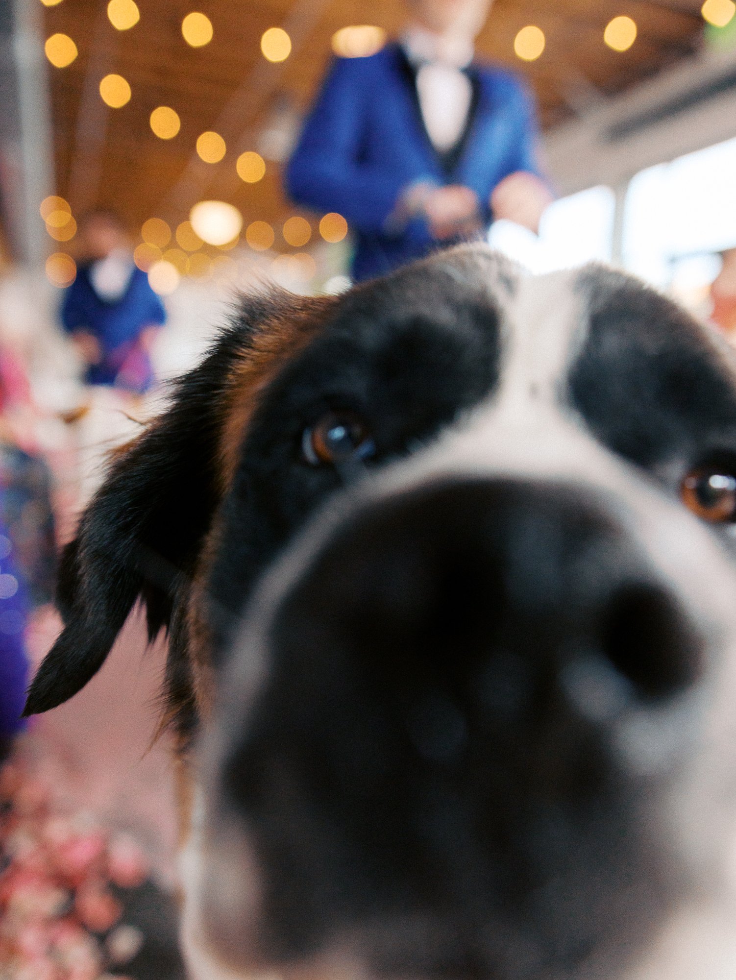 Close-up of a Saint Bernard’s face as it walks down the aisle beneath string lights.