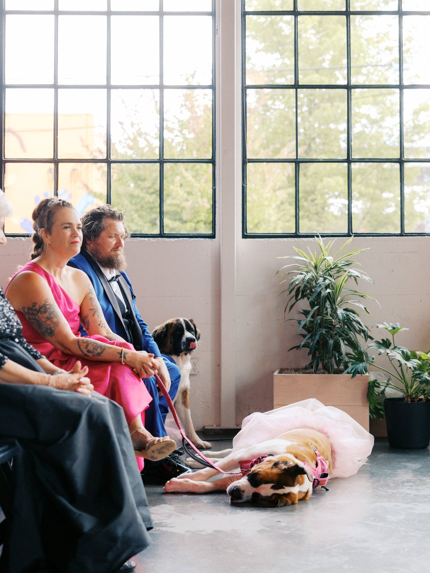 Wedding guests sit beside two Saint Bernards as bubbles float through the ceremony space.