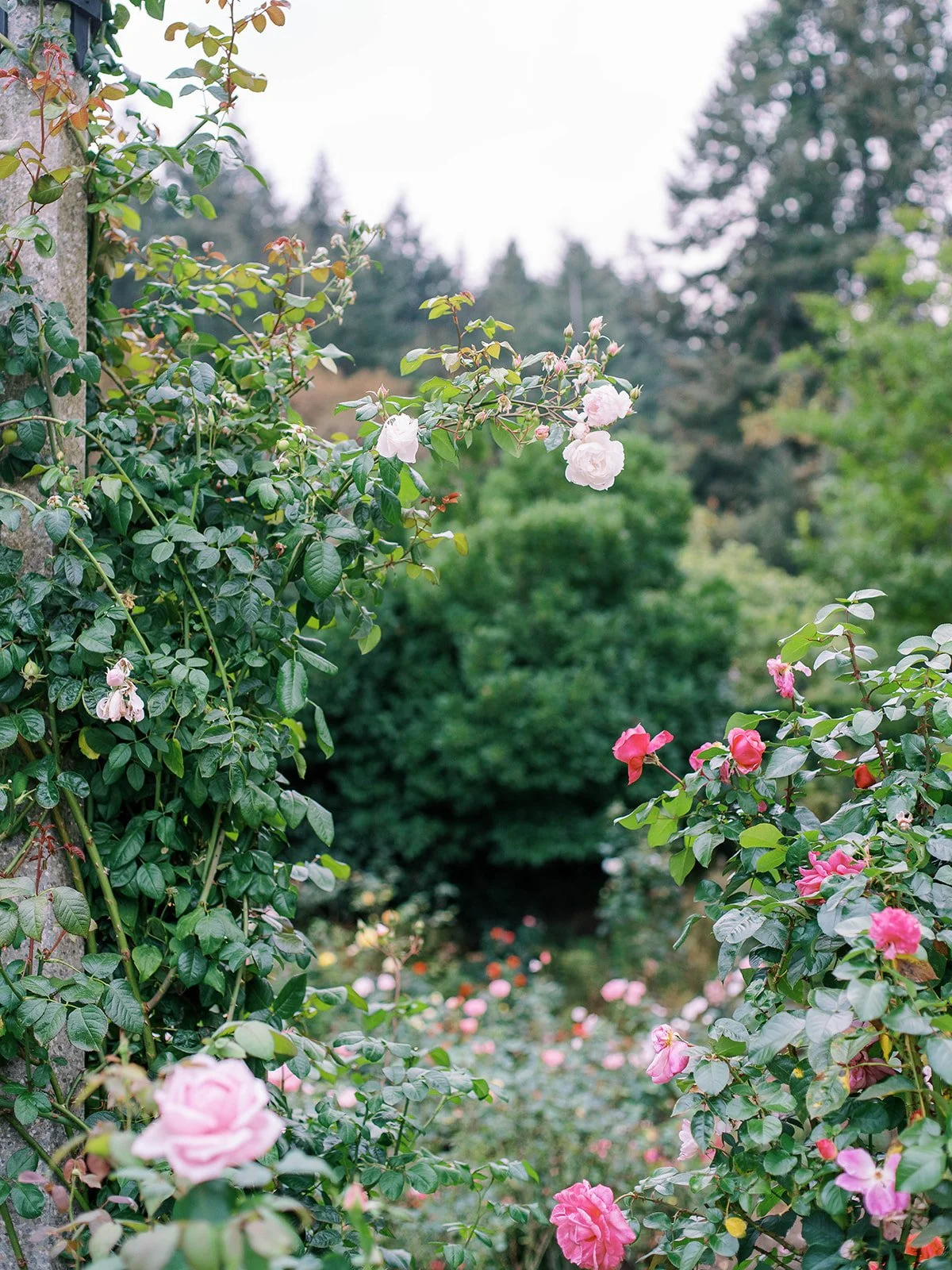 Pink and red roses climb through lush greenery at the International Test Rose Garden in Portland.