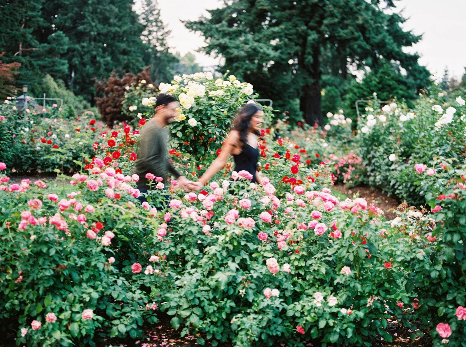 Couple walks through colorful rose beds during a playful engagement session in Portland.