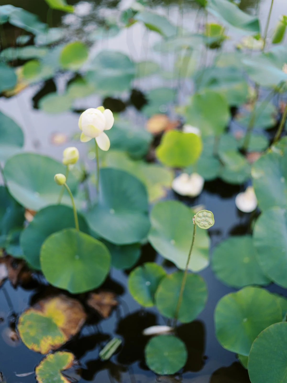 A white lotus flower in bloom above round green lily pads on a dark reflective pond, with a spent seed pod nearby.