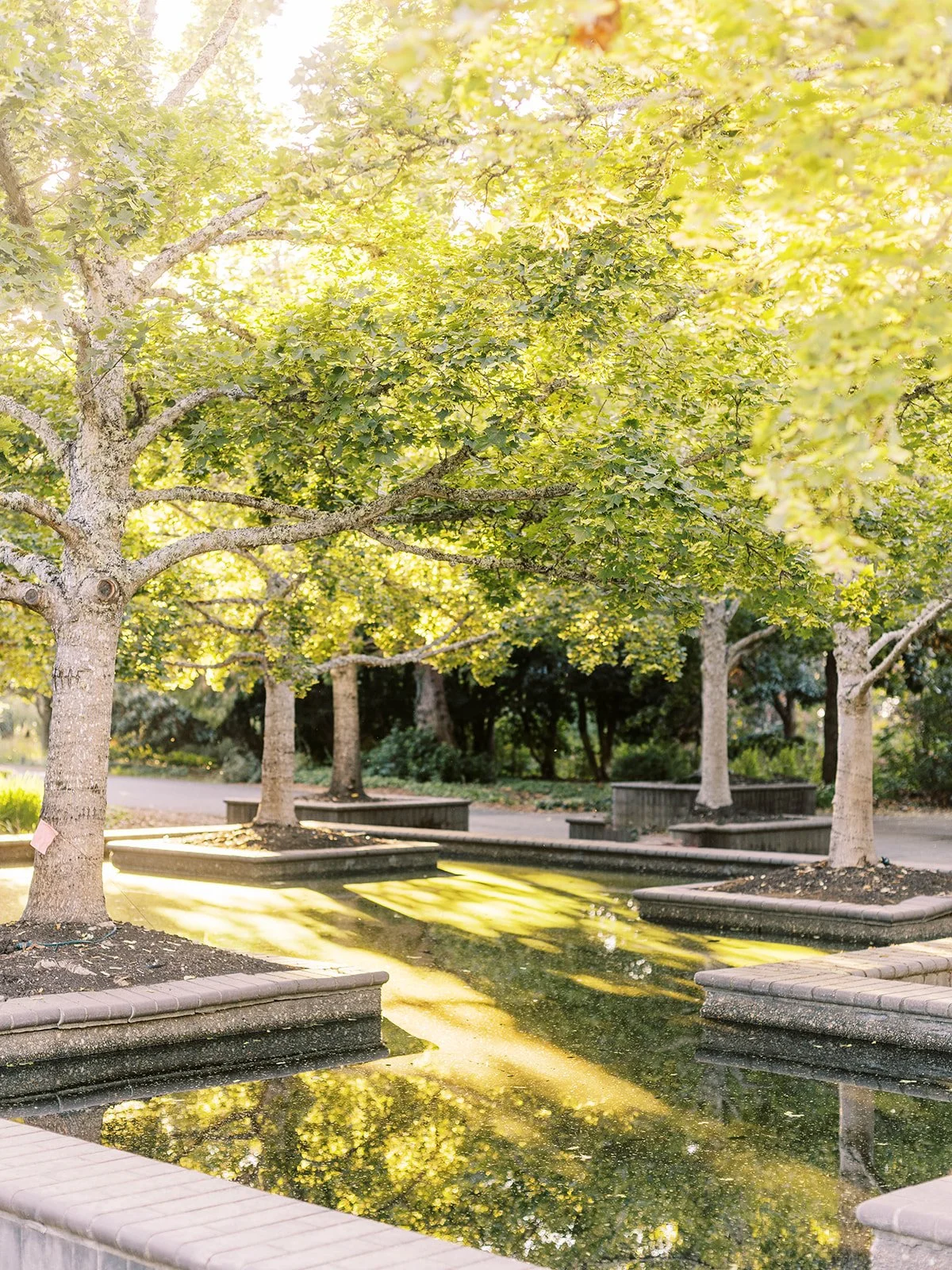 Sunlit garden with trees and reflecting water feature at outdoor venue