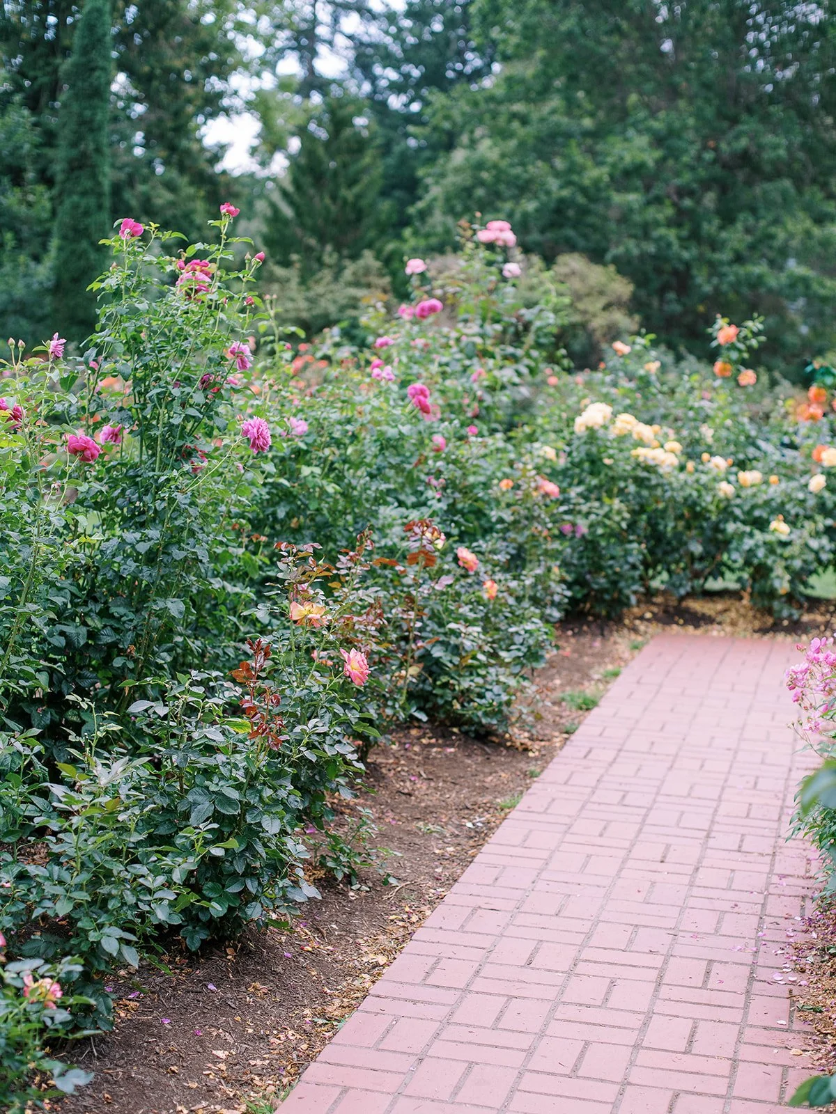 Brick path winds through colorful rose bushes at Portland’s International Test Rose Garden.