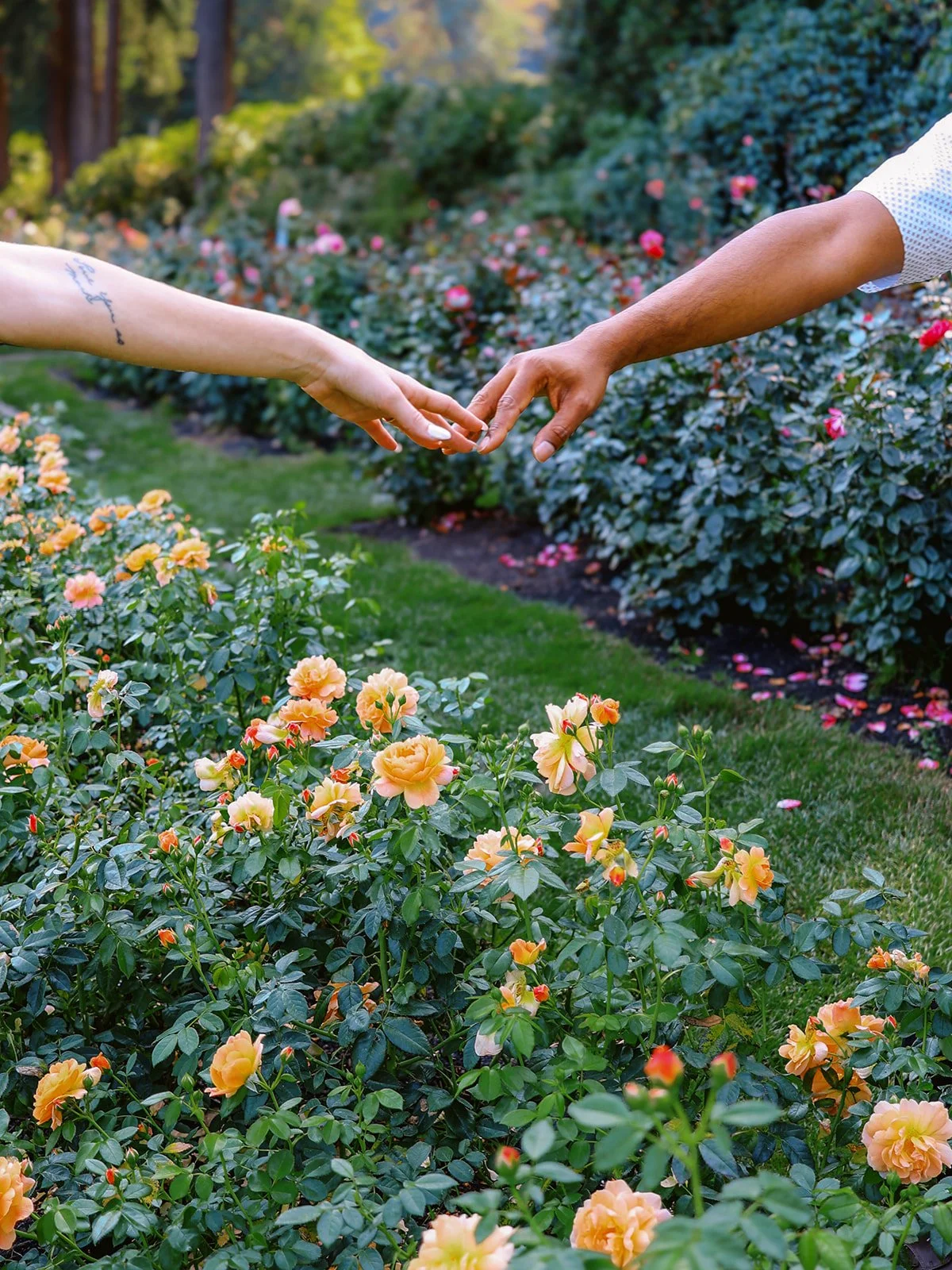 Two hands reaching toward each other over a bed of peach roses in a garden, an engagement ring visible on one hand.