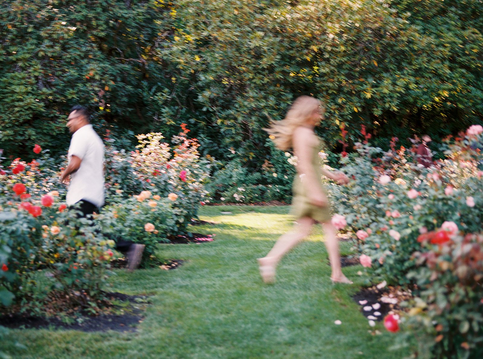 A motion-blurred image of a couple running through a garden path between colorful rose beds.