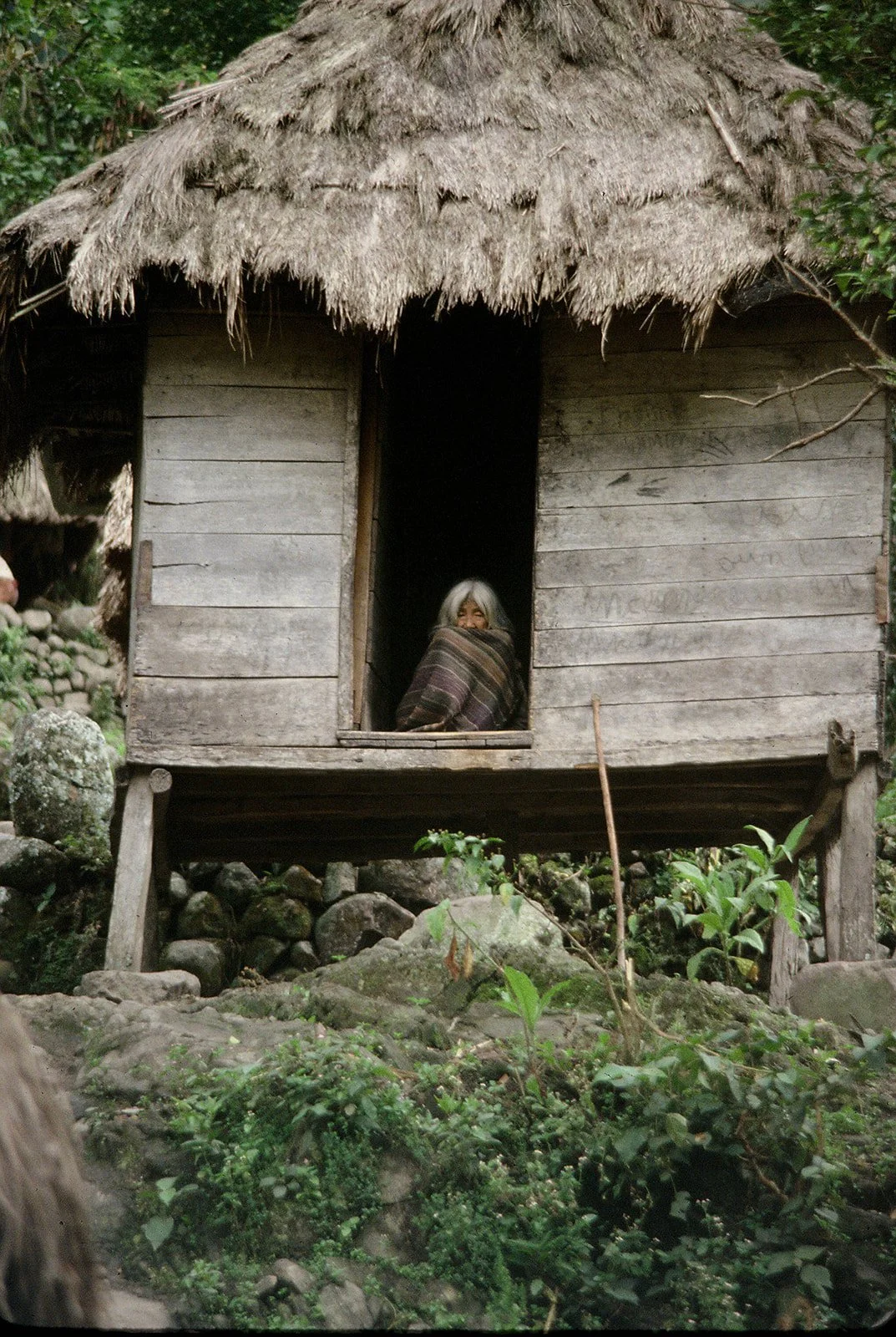 Person wrapped in a blanket looking out from a small wooden hut surrounded by greenery.