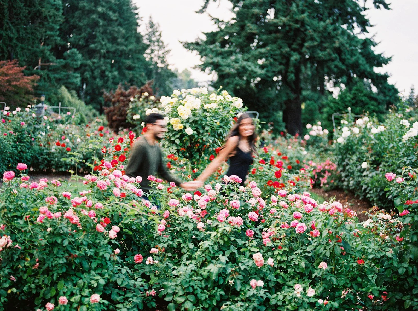 Engaged couple run hand in hand through rows of blooming pink, red, and white roses.