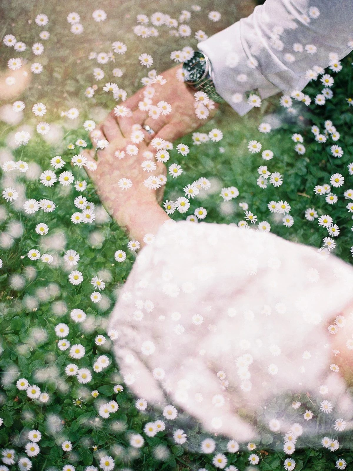 Double-exposure close-up of the couple's hands clasped together amid a field of white daisies, the bride's engagement ring and the groom's watch visible