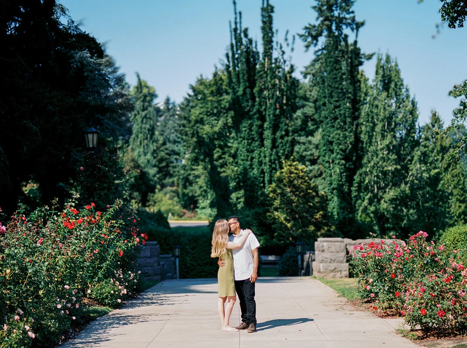 A couple embracing on a sunny garden path flanked by red rose hedges and tall evergreen trees.