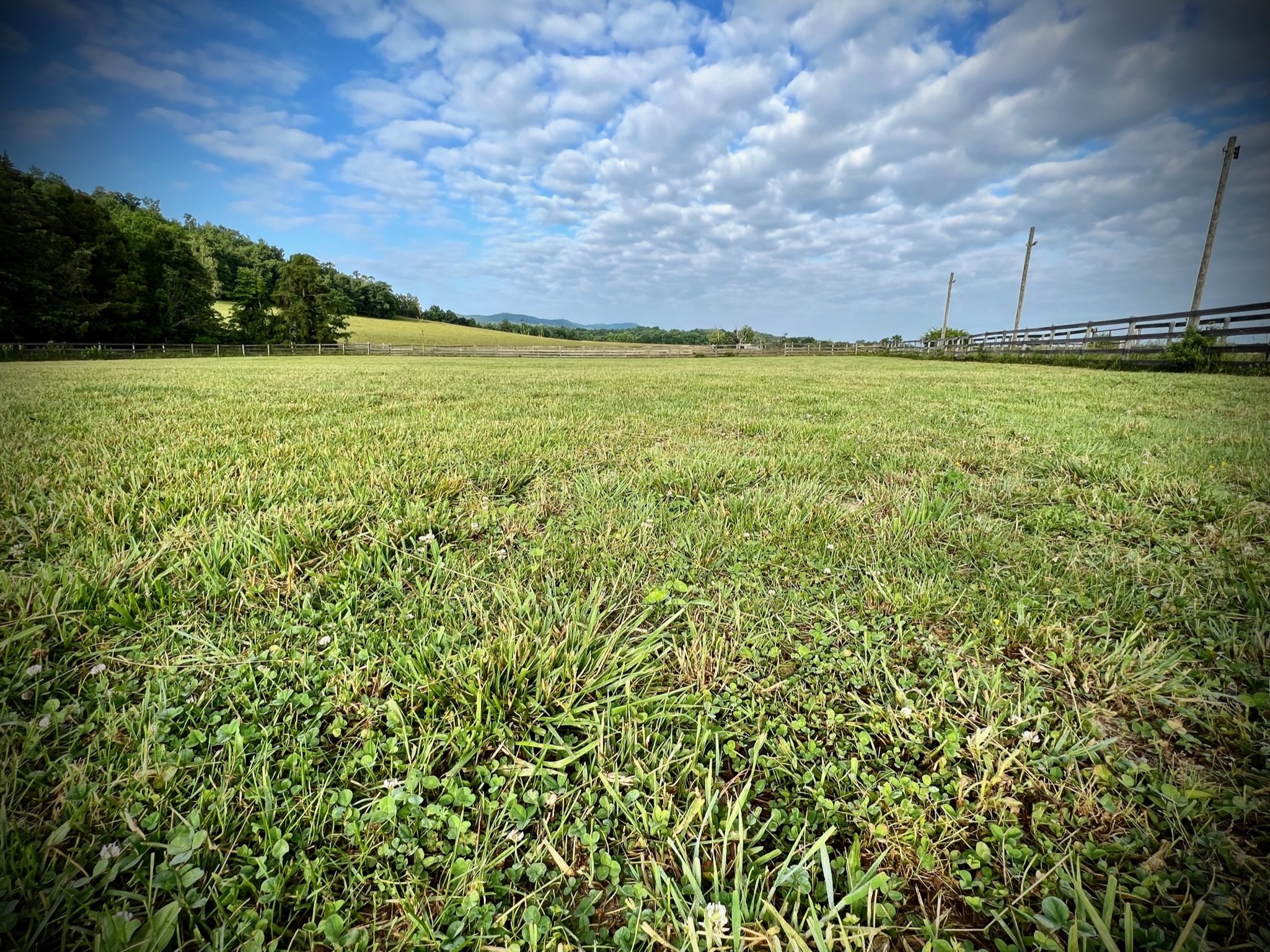 Grazing Paddock