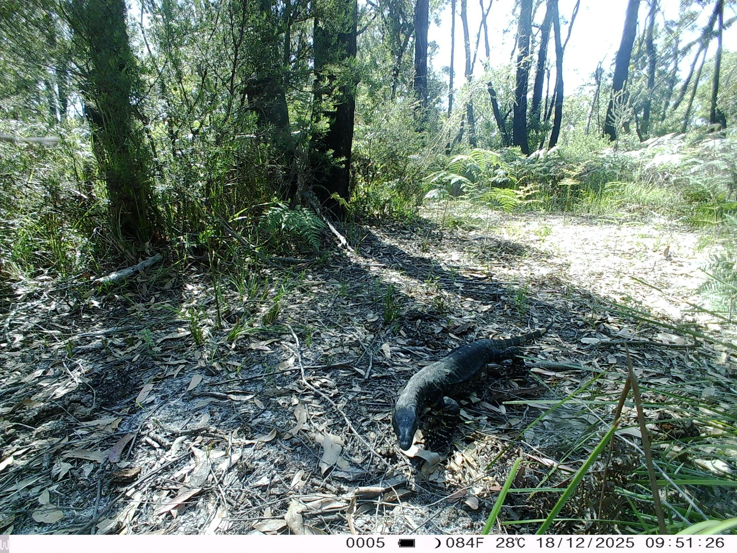 Marlo Landcare working bee, AGM and some important BIRD FLU UPDATE
