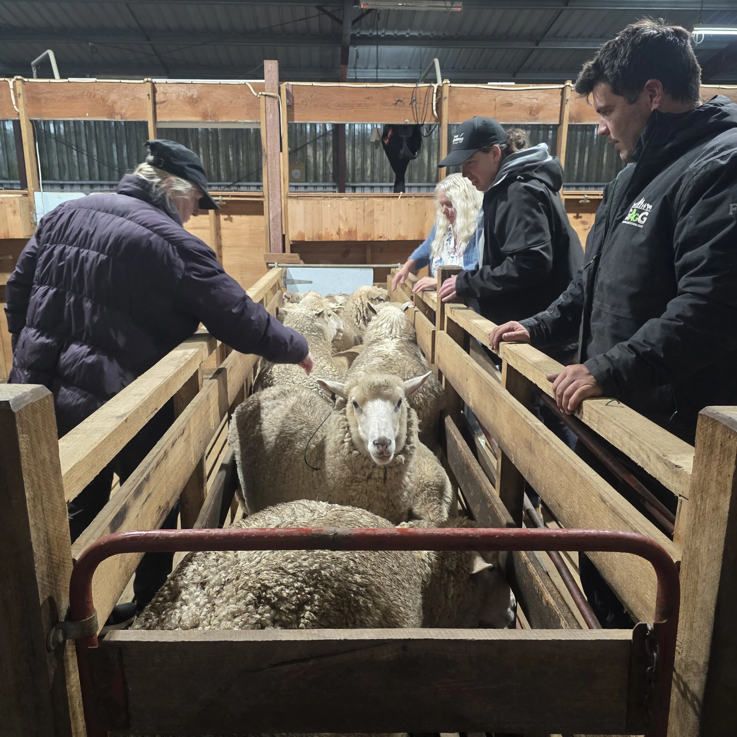 Building Sheep Skills - small landholders