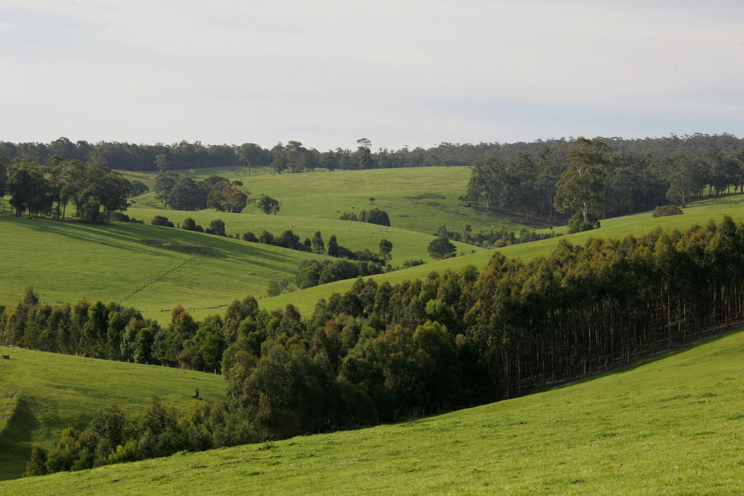 Jarrahmond linkages 2007.JPG