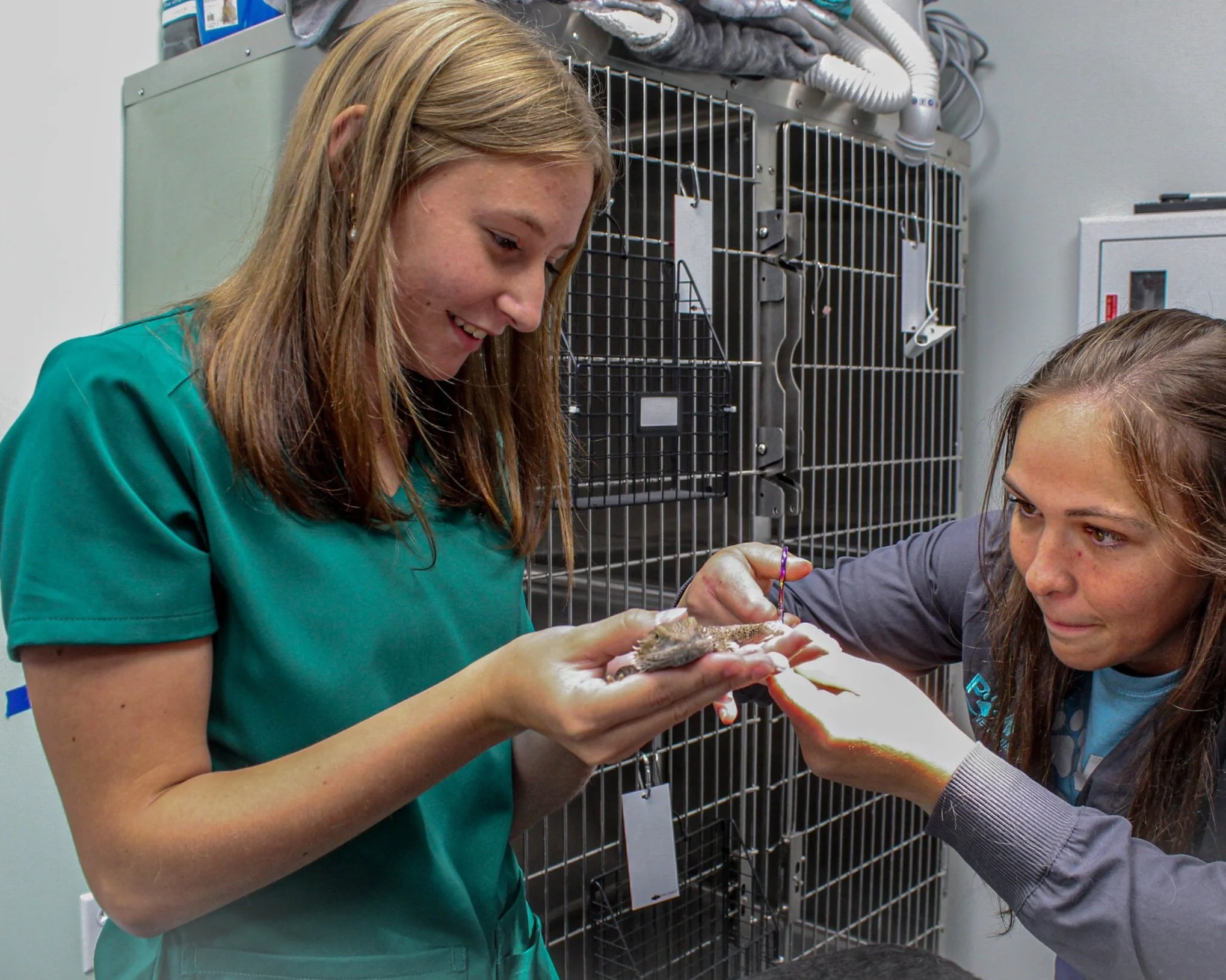 Two women in veterinary scrubs examining a small animal, possibly a kitten, in a veterinary clinic or lab with cages in the background.