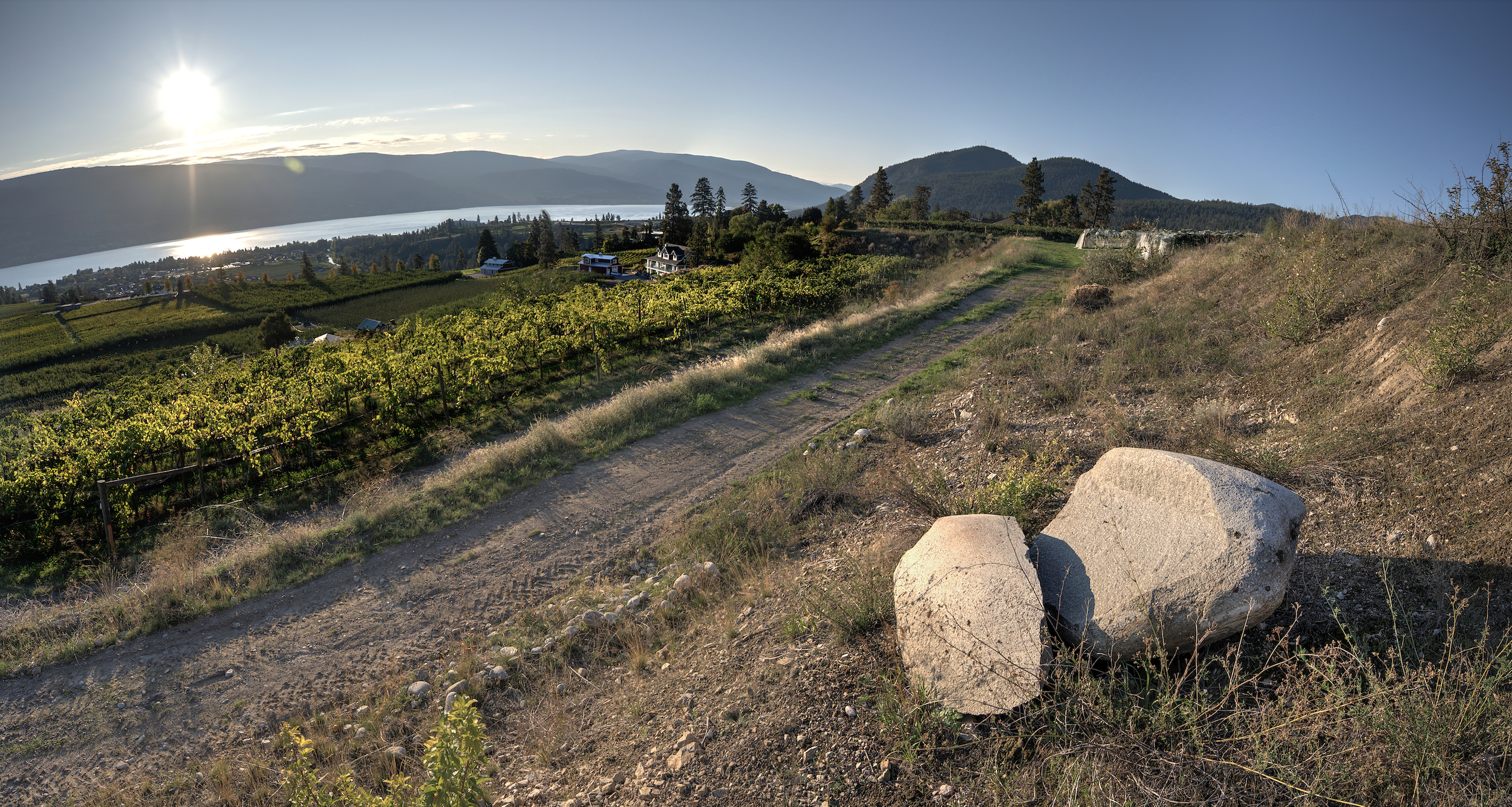 Sunset over a vineyard with a dirt path, overlooking a lake and mountains with houses and trees.