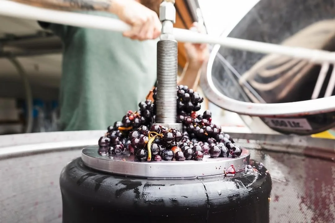 Black grapes being pressed in a wine press.