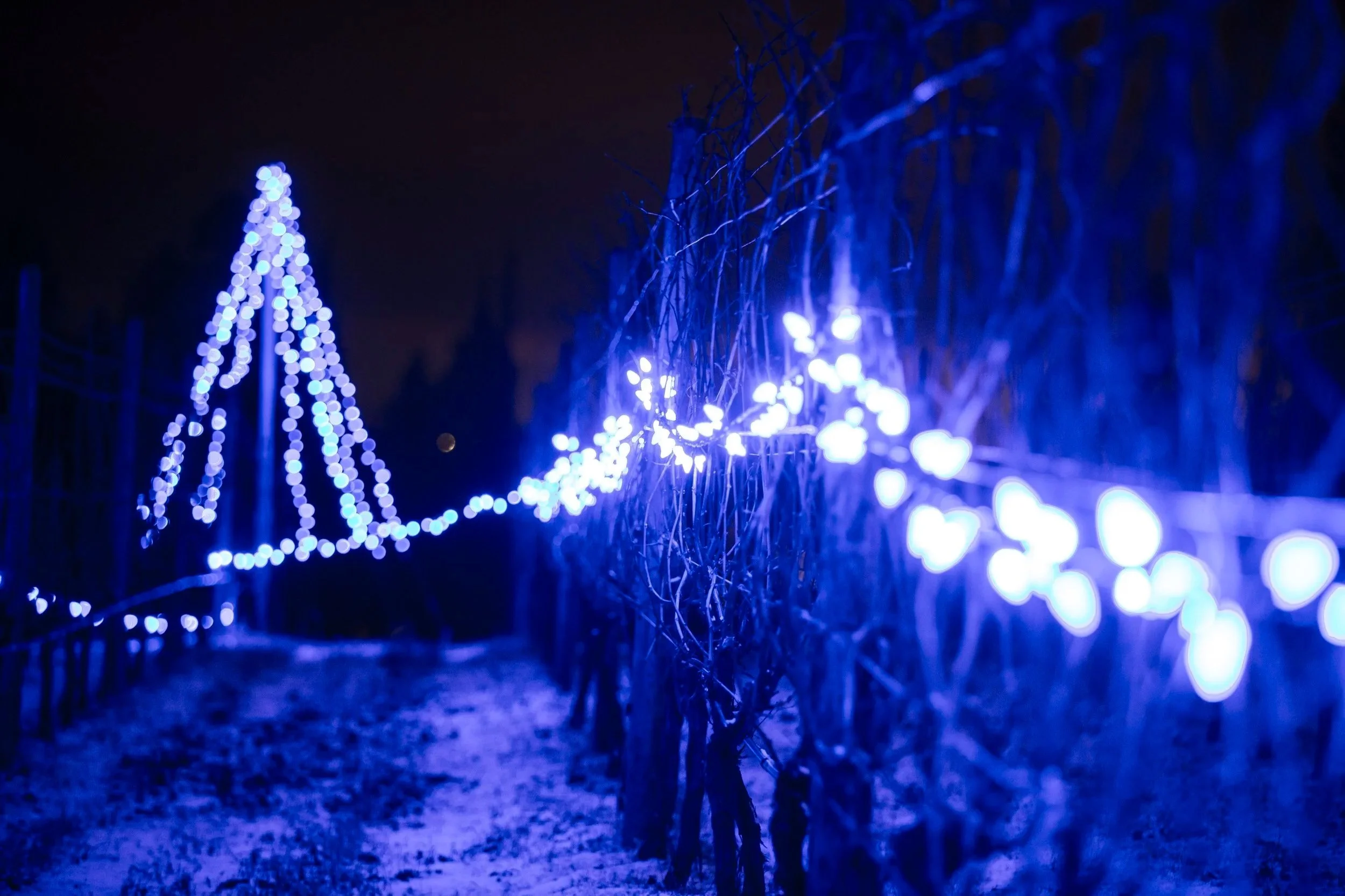 Blue Christmas or holiday lights illuminating a pathway with a Christmas tree-shaped arrangement in the background.