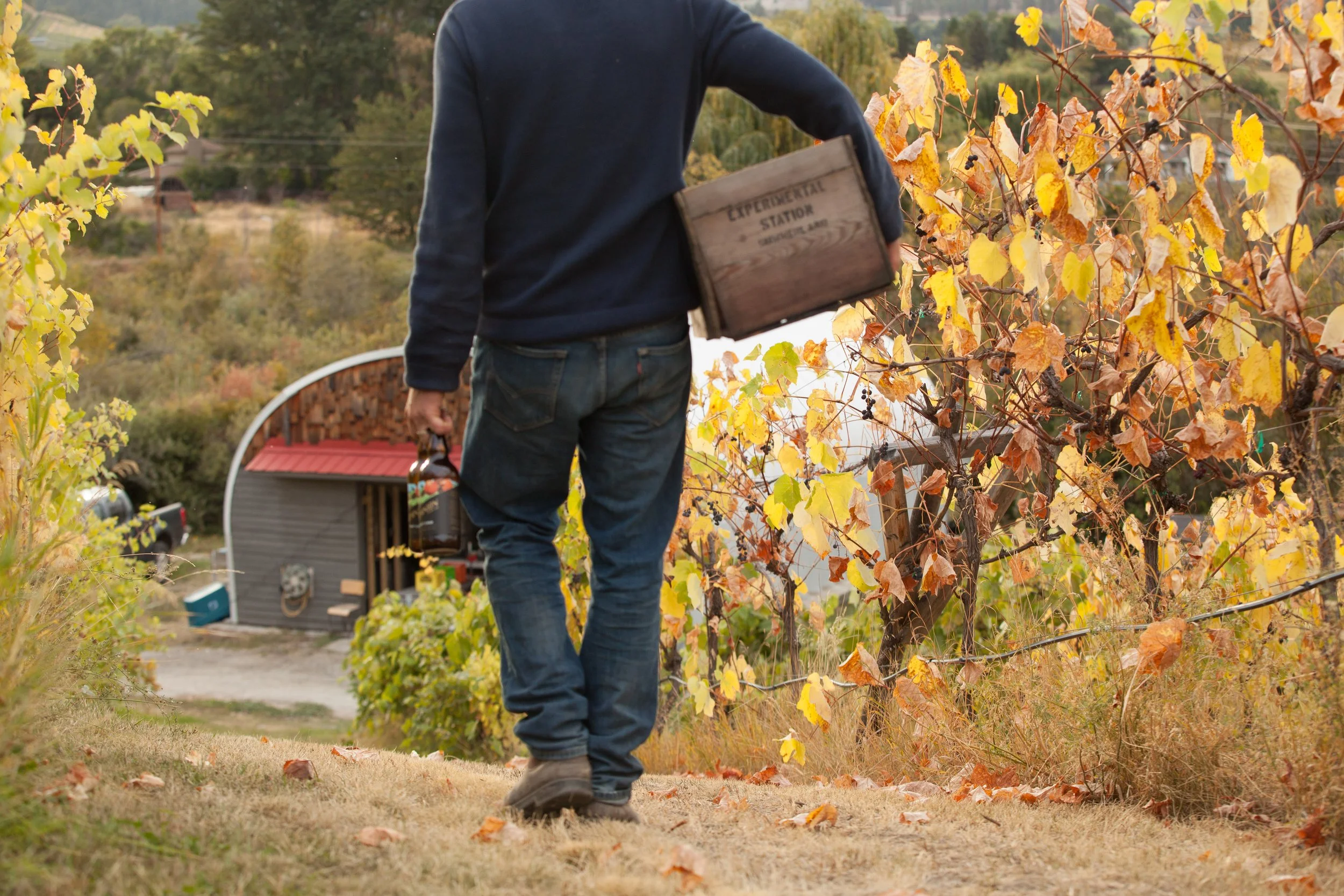 Man walking through a vineyard with autumn-colored leaves, carrying a cardboard box labeled 'Experience Station' and a bottle of wine.