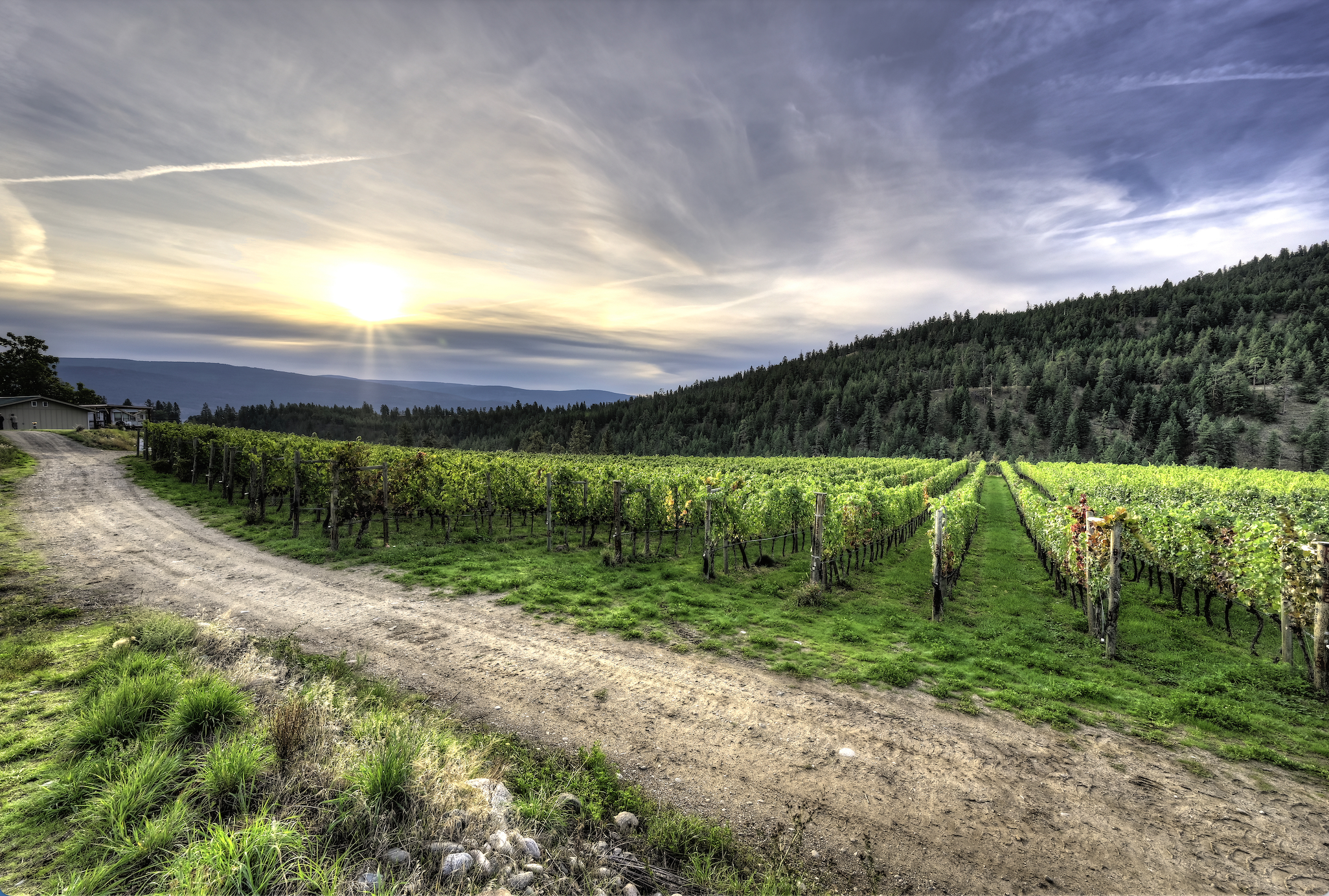 CanyonviewVineyard- LionelTrudelPhoto.png
