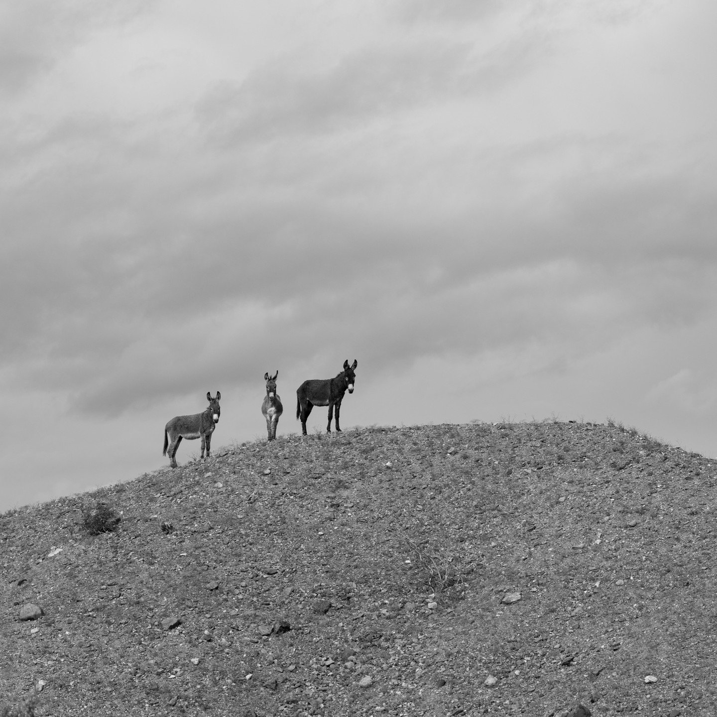 These three little burros were very curious... along the Colorado River on the California/Arizona line. #freewheelstudios #burros #animalphotography