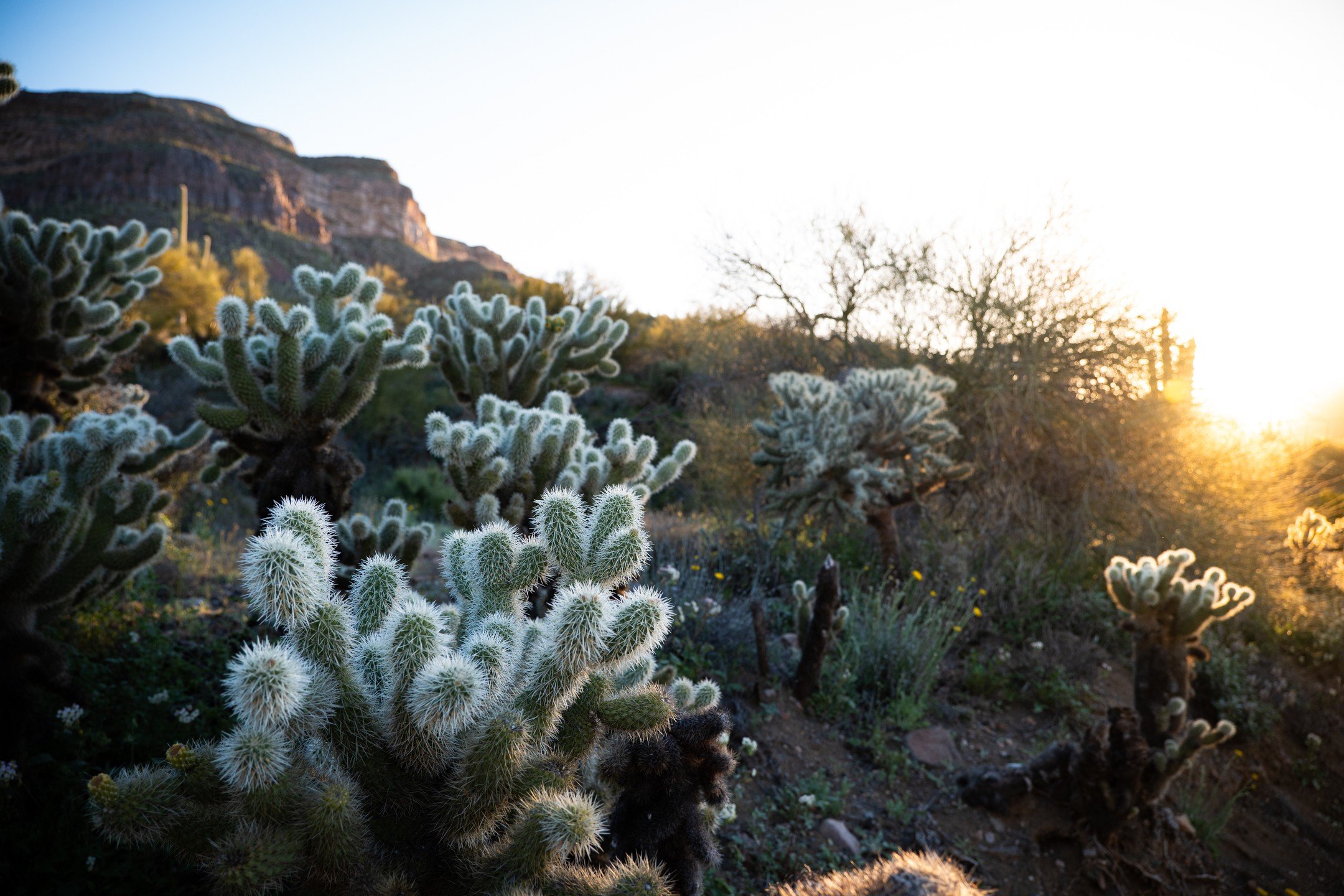 I think cactus is beautiful - especially in that perfect early morning light. Southern Arizona is one of my favorite regions on the planet, right up there with the Four Corners, the Central Coast, and the Ohio River Valley! #freewheelstudios #cactusp