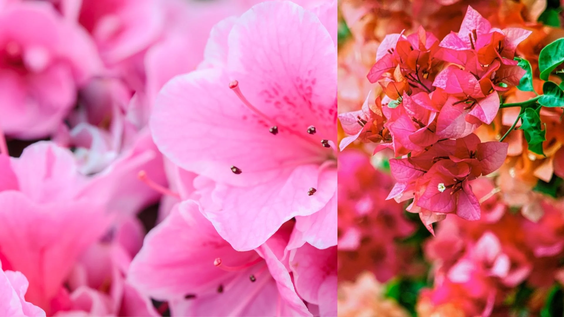 Untitled design (8).jpg