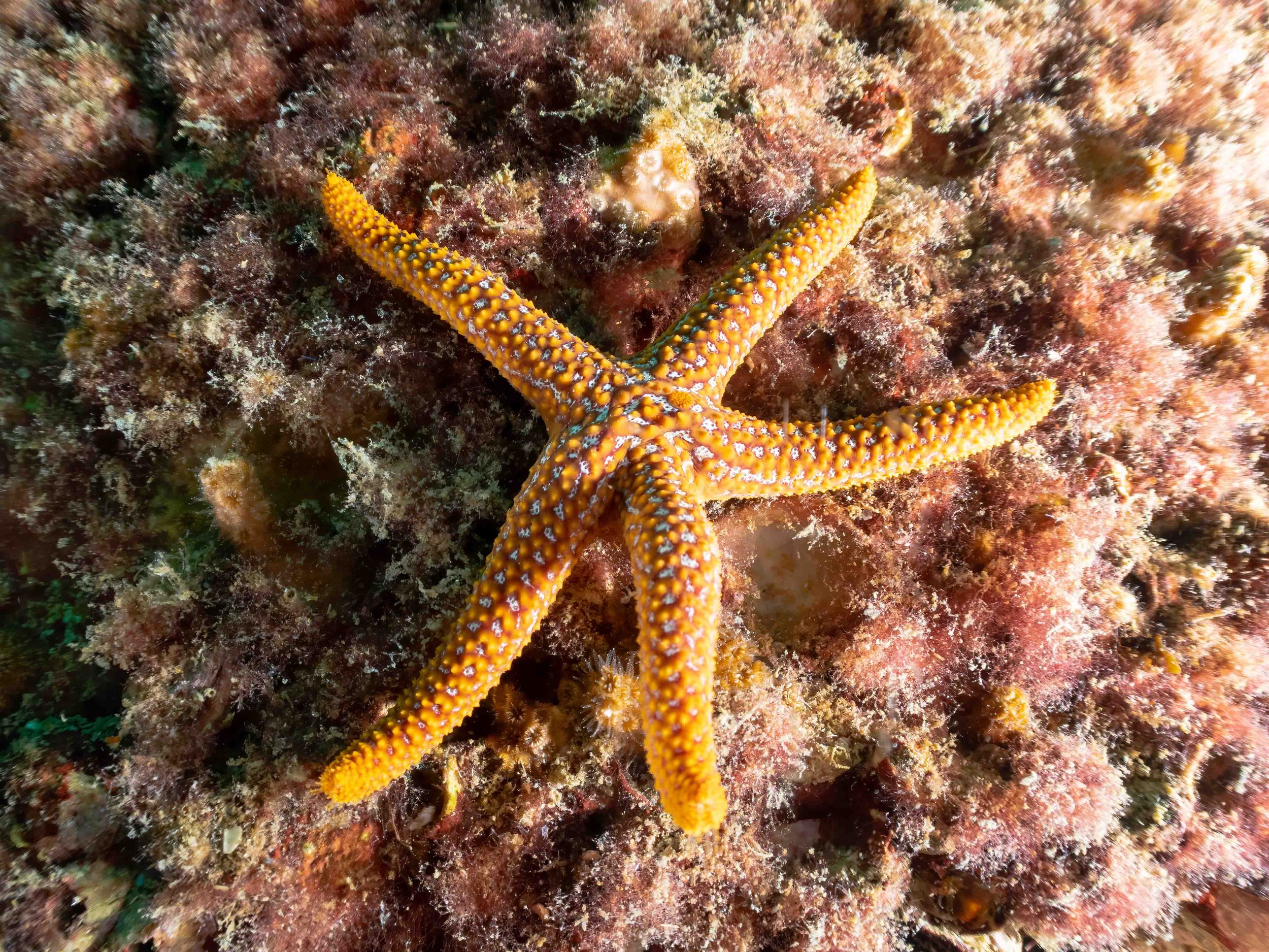 Starfish
