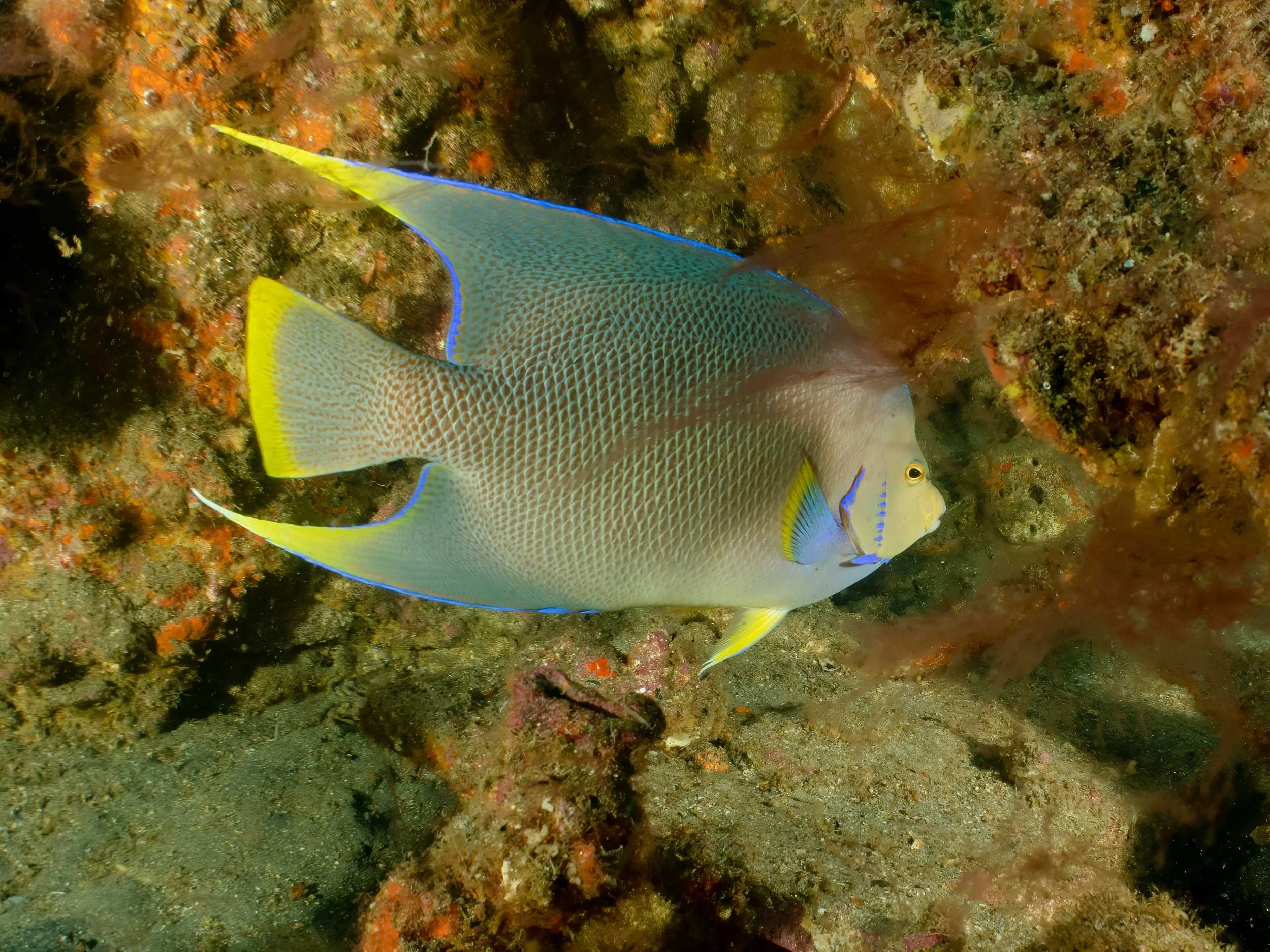 Blue Anglefish