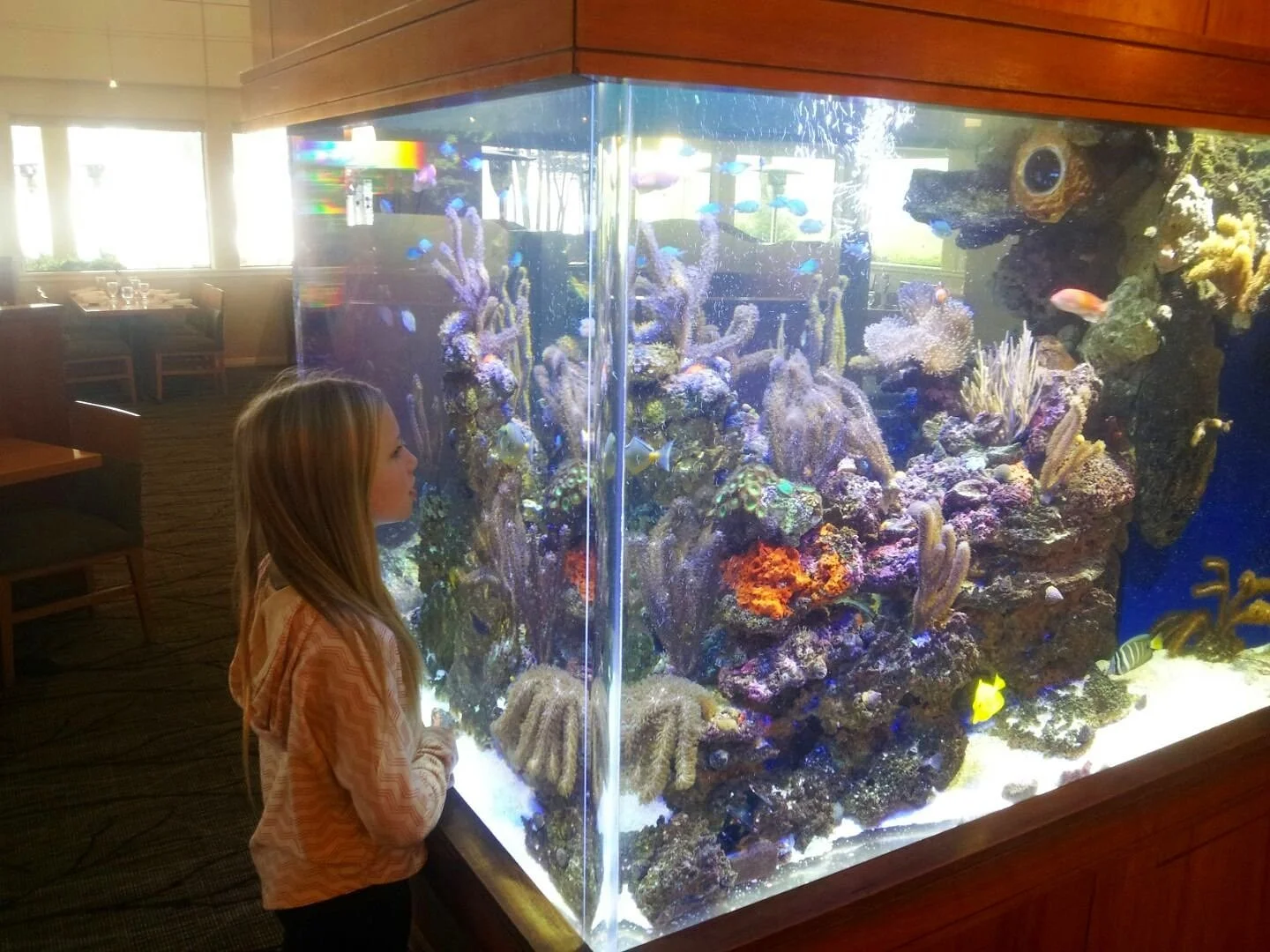 A young girl looking at a large saltwater aquarium filled with colorful coral and tropical fish in a restaurant or hotel setting.