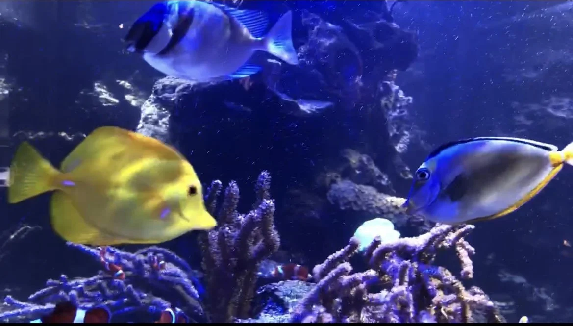 Several colorful fish swimming around coral and rocks in an aquarium tank.