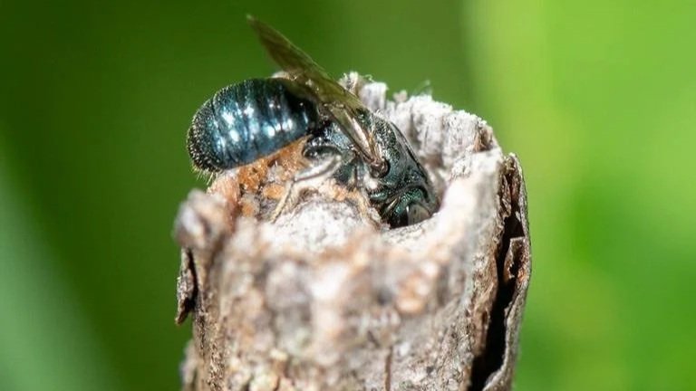 BE A LAZY GARDENER–          Let Your Yard Sleep In!&nbsp;