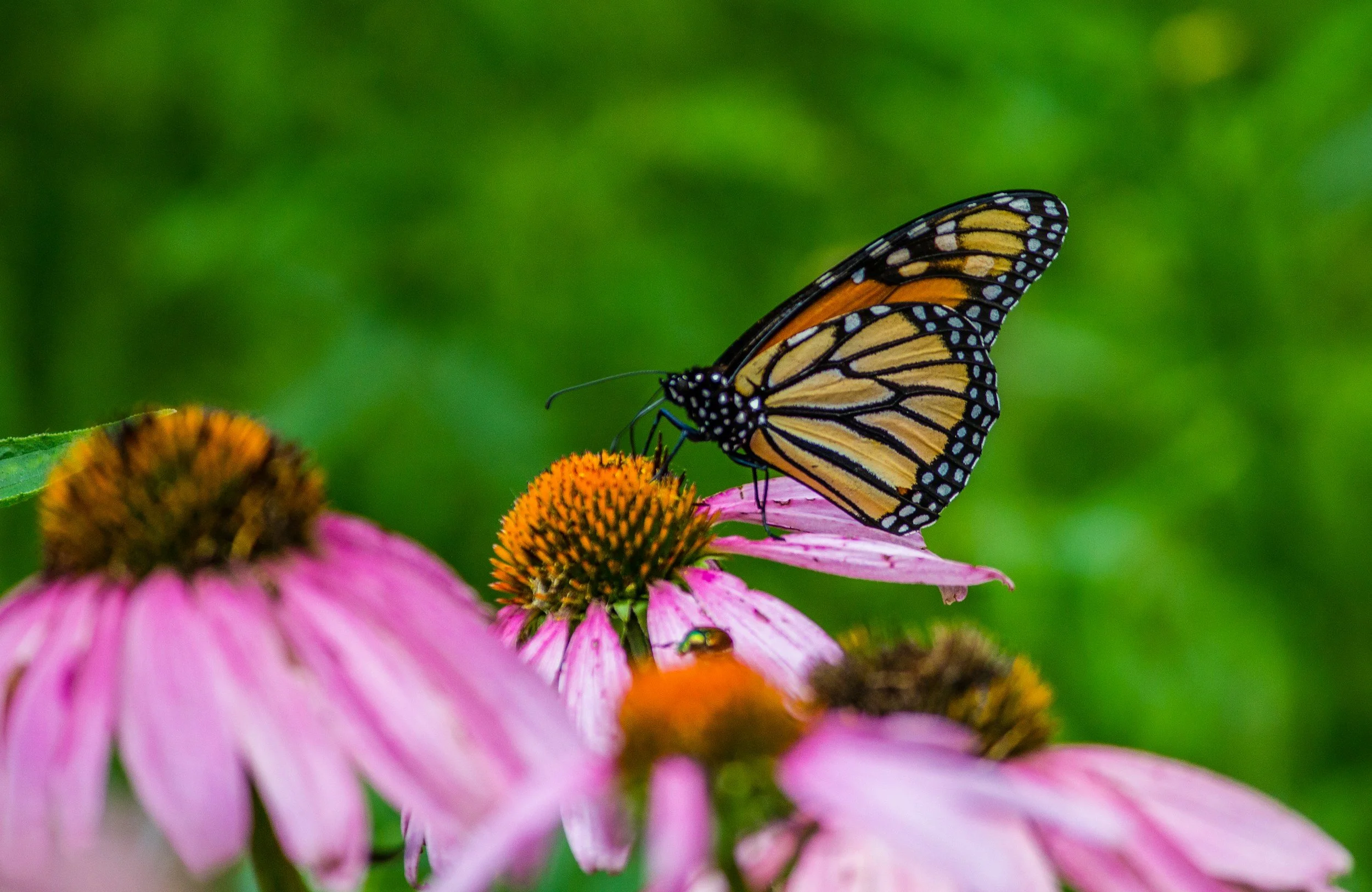 Free Native Plant Giveaway