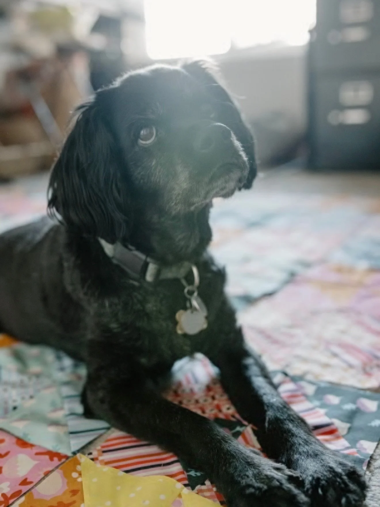 I couldn&rsquo;t let the day pass without sharing our best, most special studio pal, aka quilt dog Sadie. 🐾
⠀⠀⠀⠀⠀⠀⠀⠀⠀
At 14, she&rsquo;s the first one to claim any quilt that ends up on the floor, literally requires a quilt to sleep, and her favorit