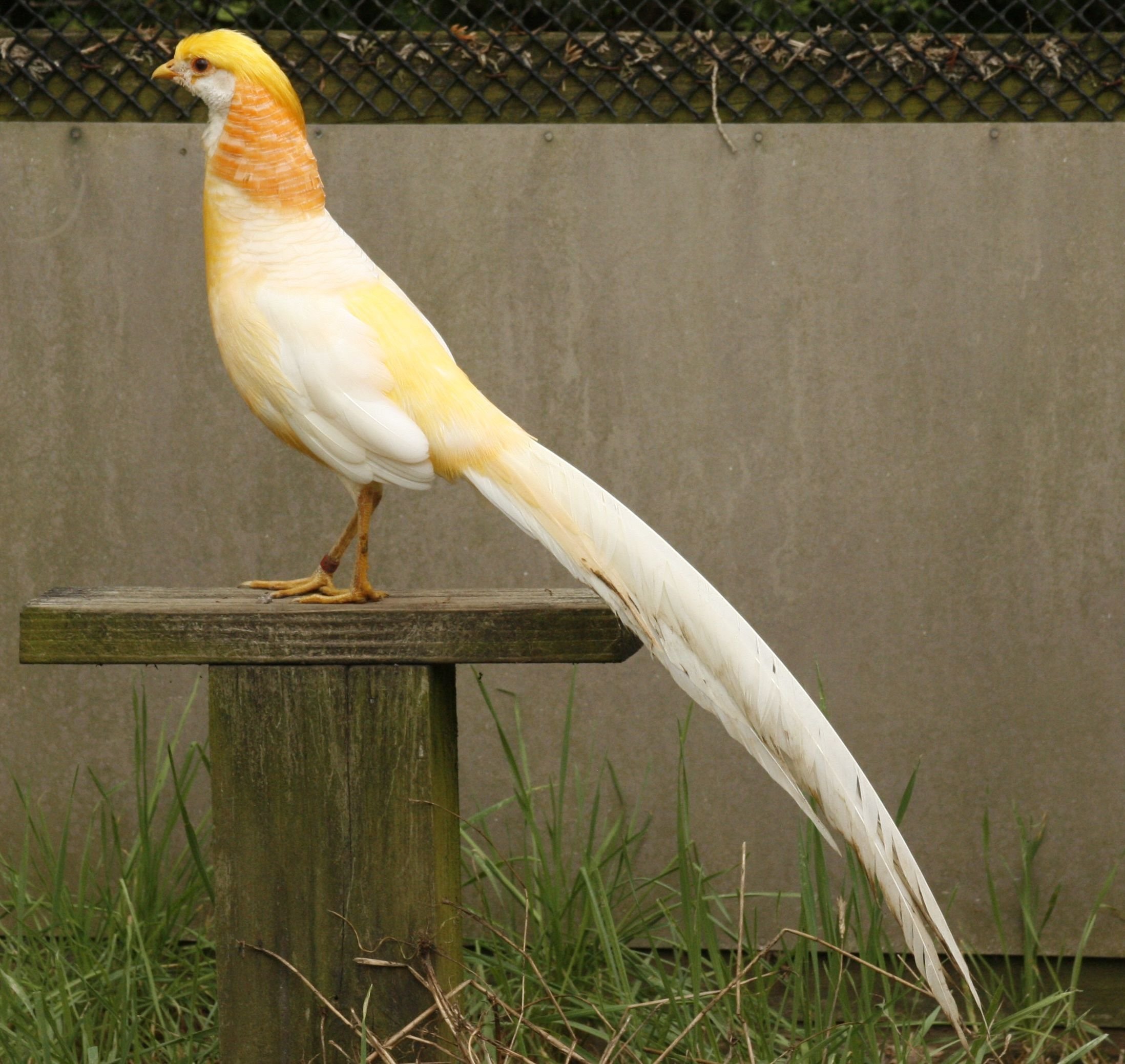 peach golden.jpg