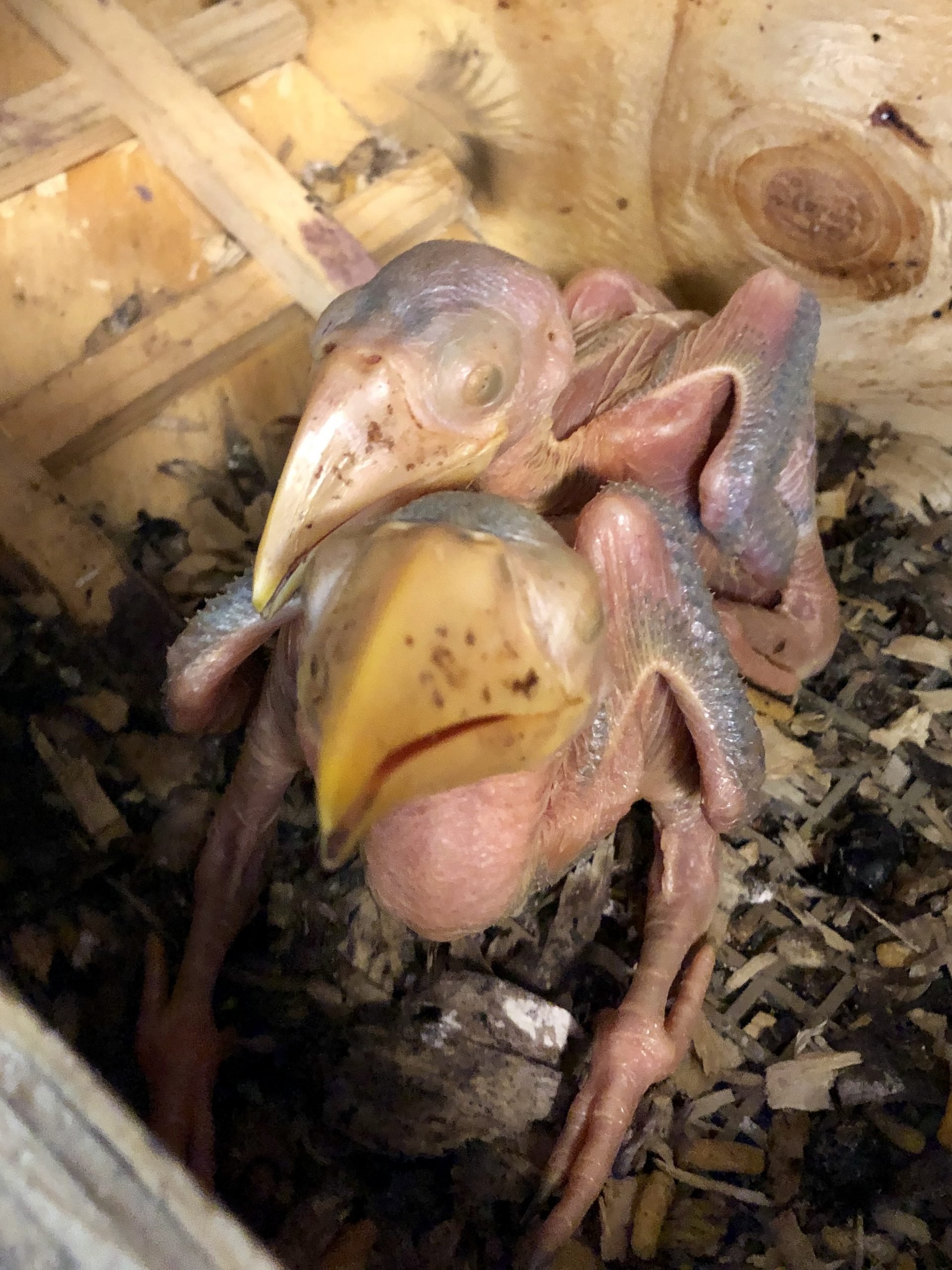 Toucan chick.jpg