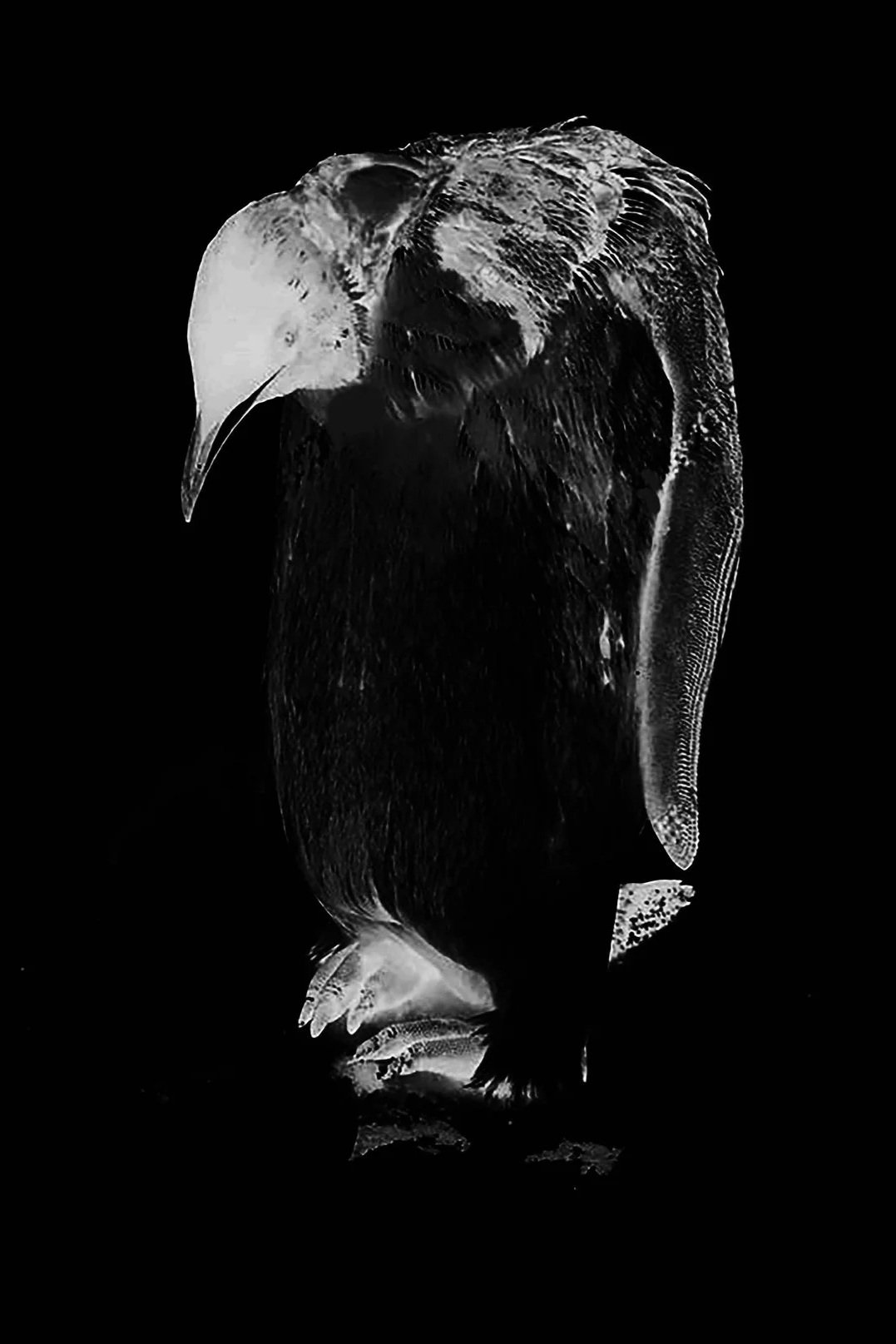Vampire Penguins Take the Stage at the Calgary Underground Film Festival’s Live Script Reading