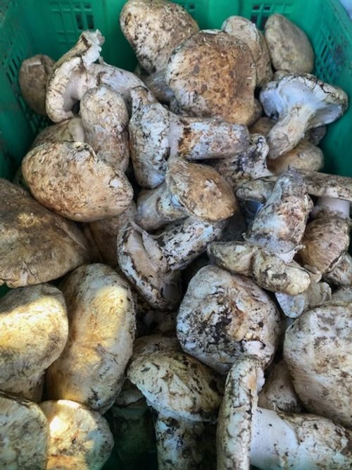 Matsutake #3