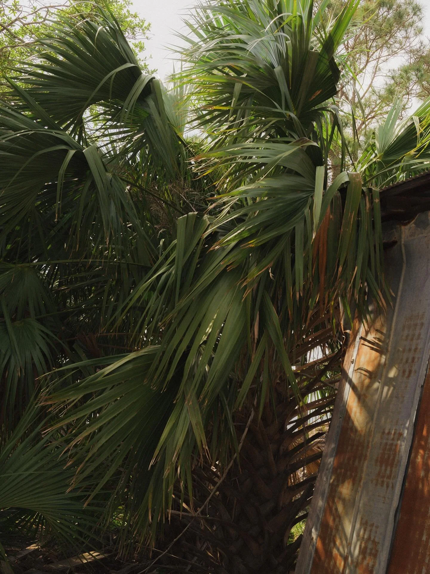 When life slows down, you&rsquo;ll have time to see it.. 

Florida 

#yourshotphotographer #nikonusa #shetravels #earthfocus #earth