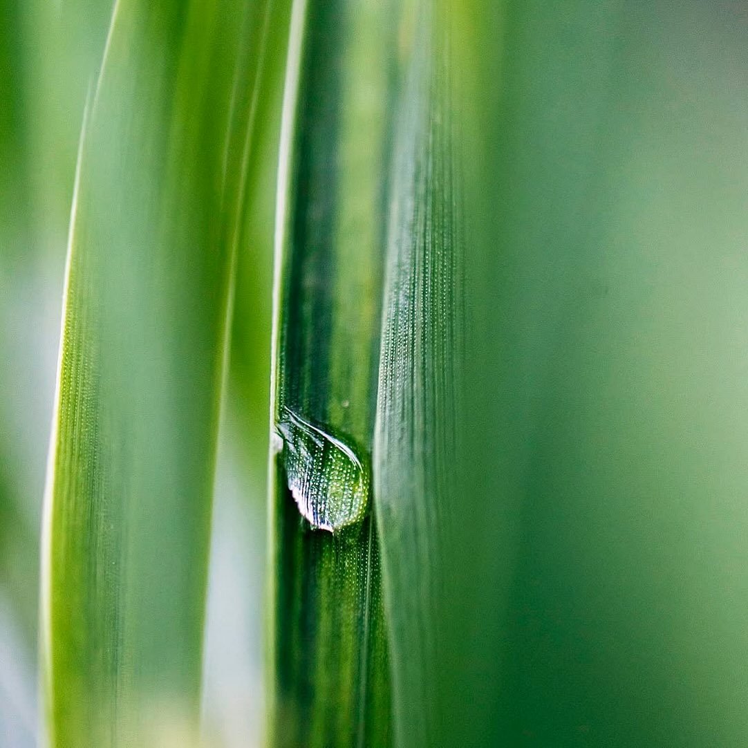 Capturing little things we seem to miss at times. 

#macro #natgeoyourshotwonder #nikonusa #green #naturelover