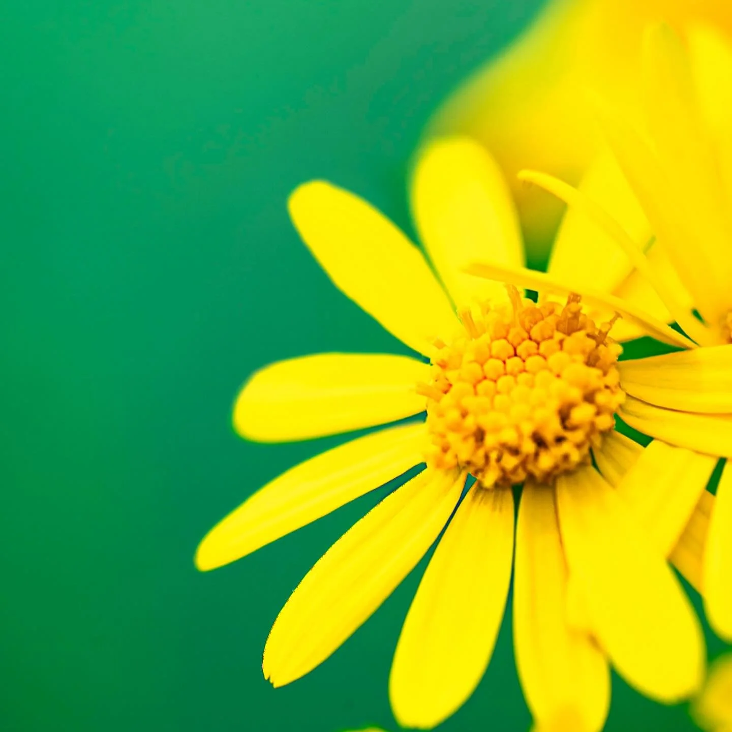 Yellow 🌼🌼🌼

#natgeoyourshotwonder #macrophoto #nikonusa #macroflowers #details