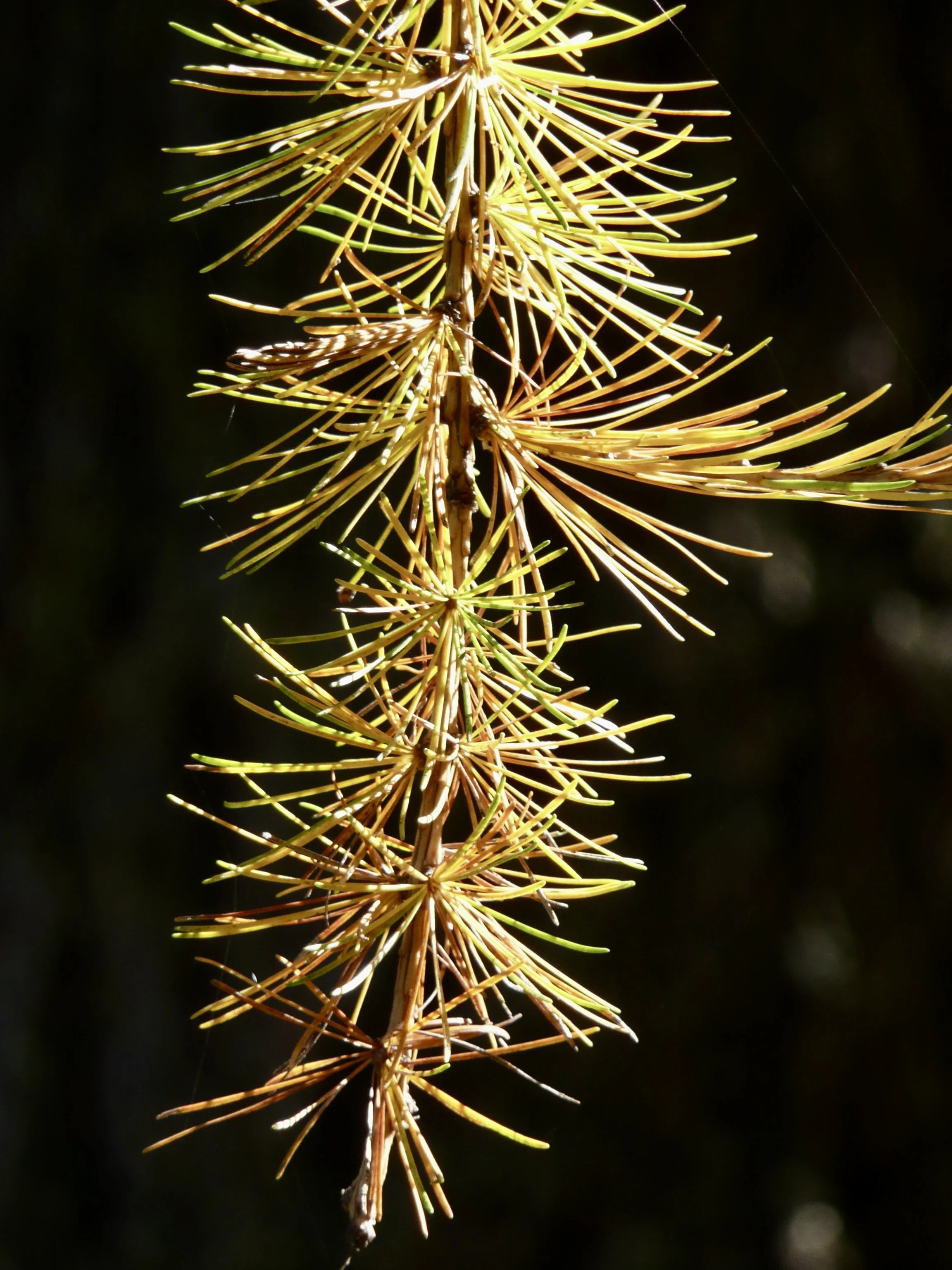 Nahaufnahme eines Tannenzapfens mit langen, dünnen Schuppen vor dunklem Hintergrund.